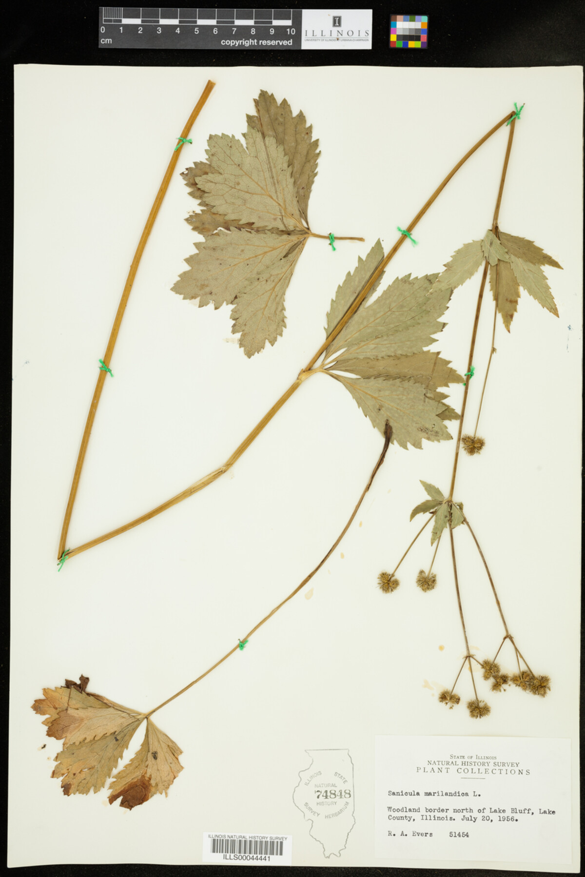 Sanicula marilandica image