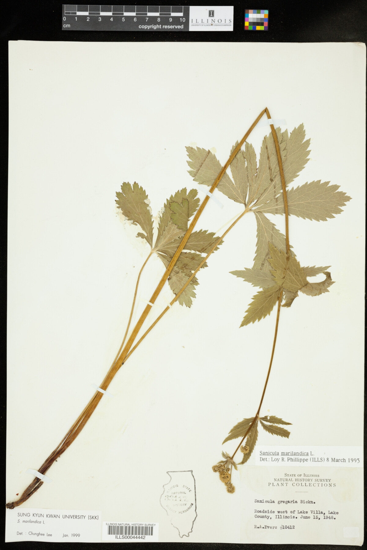 Sanicula marilandica image