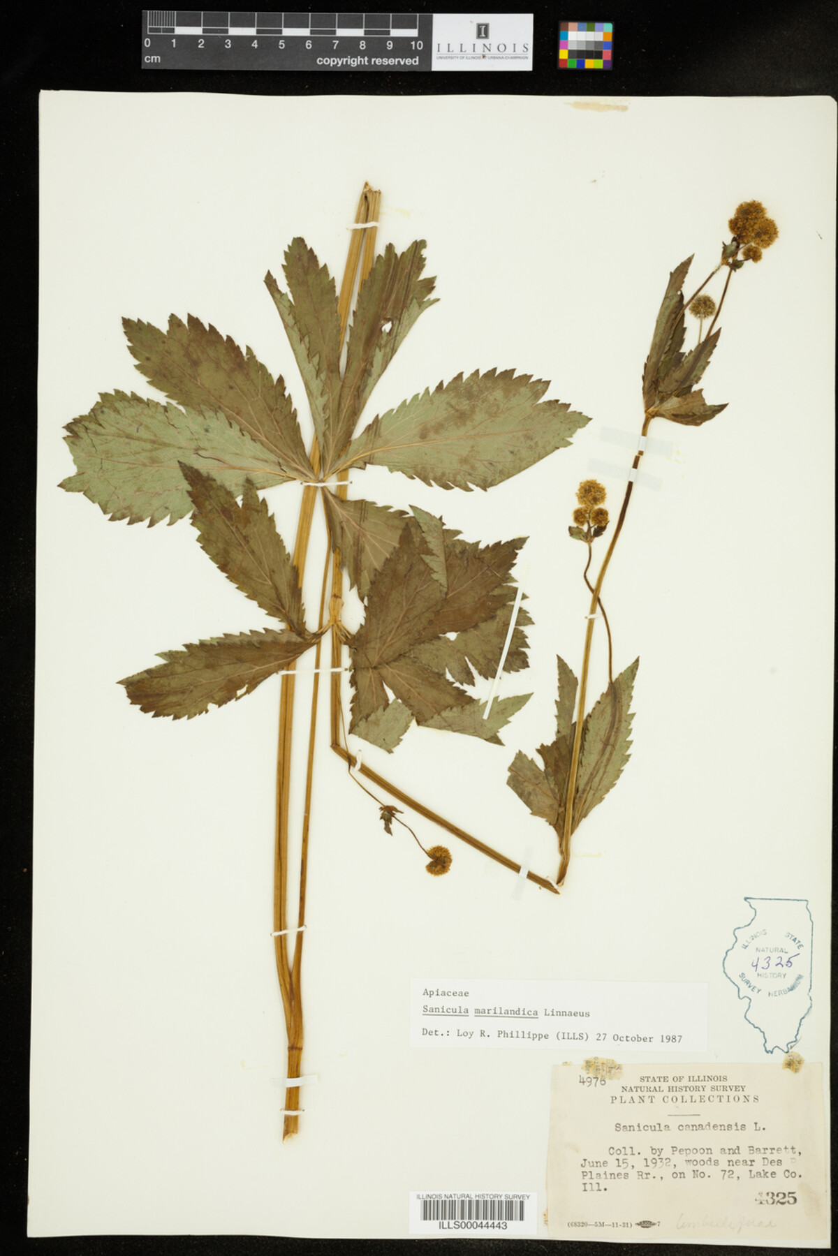 Sanicula marilandica image