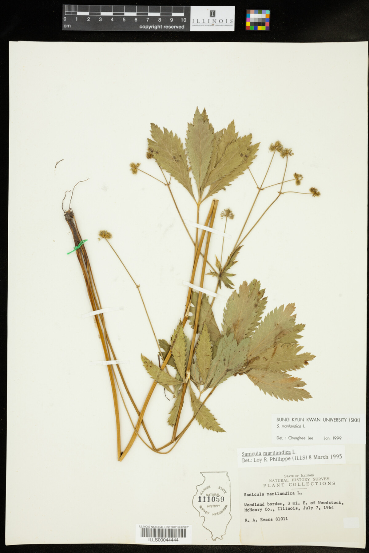 Sanicula marilandica image