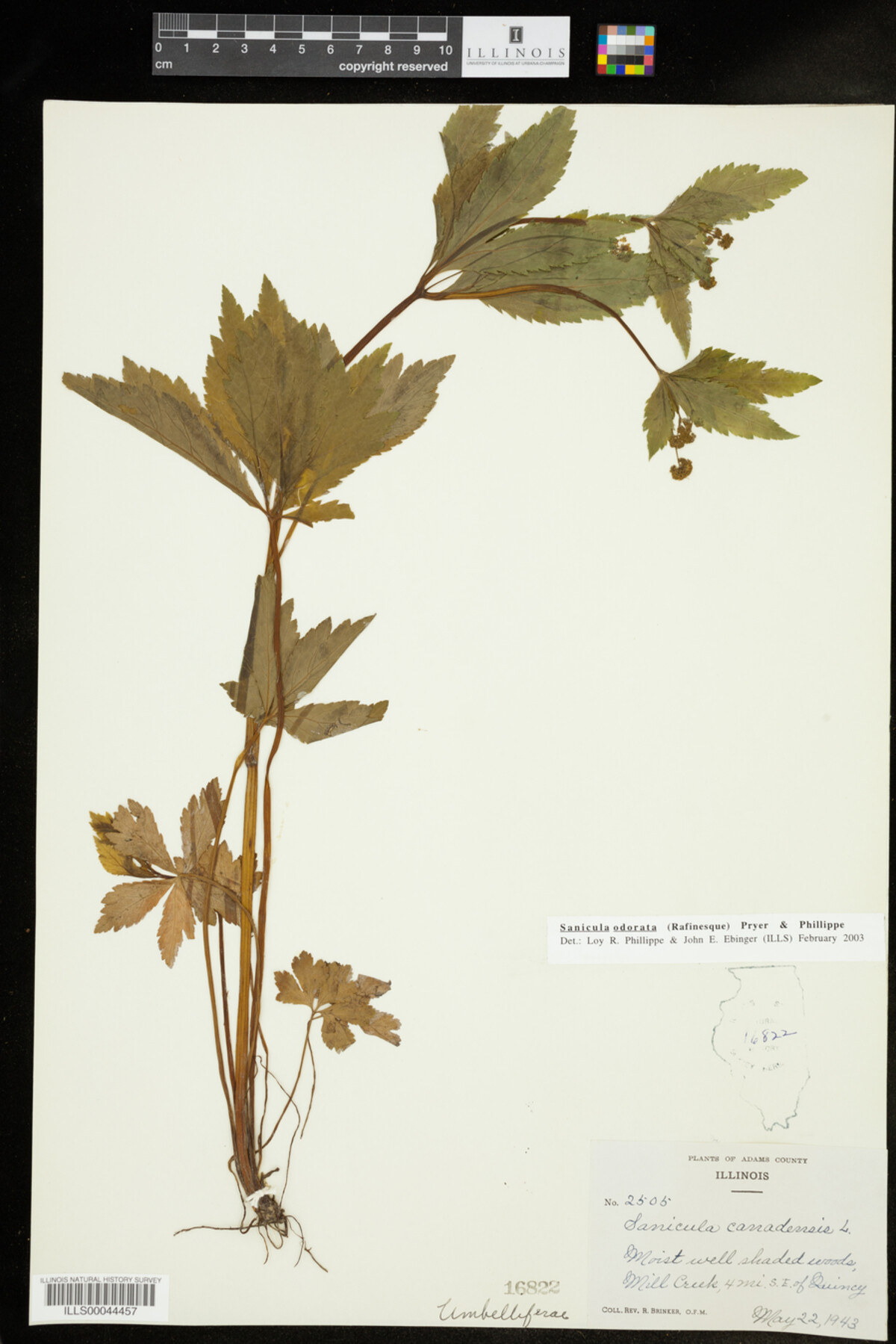 Apiaceae image