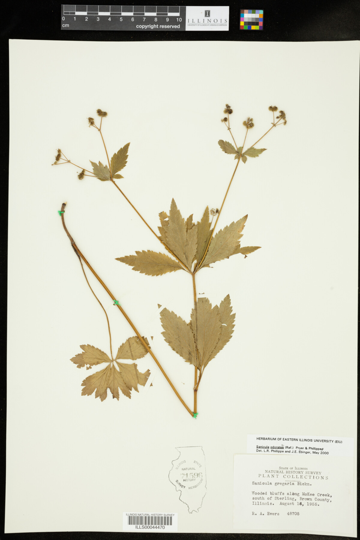 Sanicula odorata image