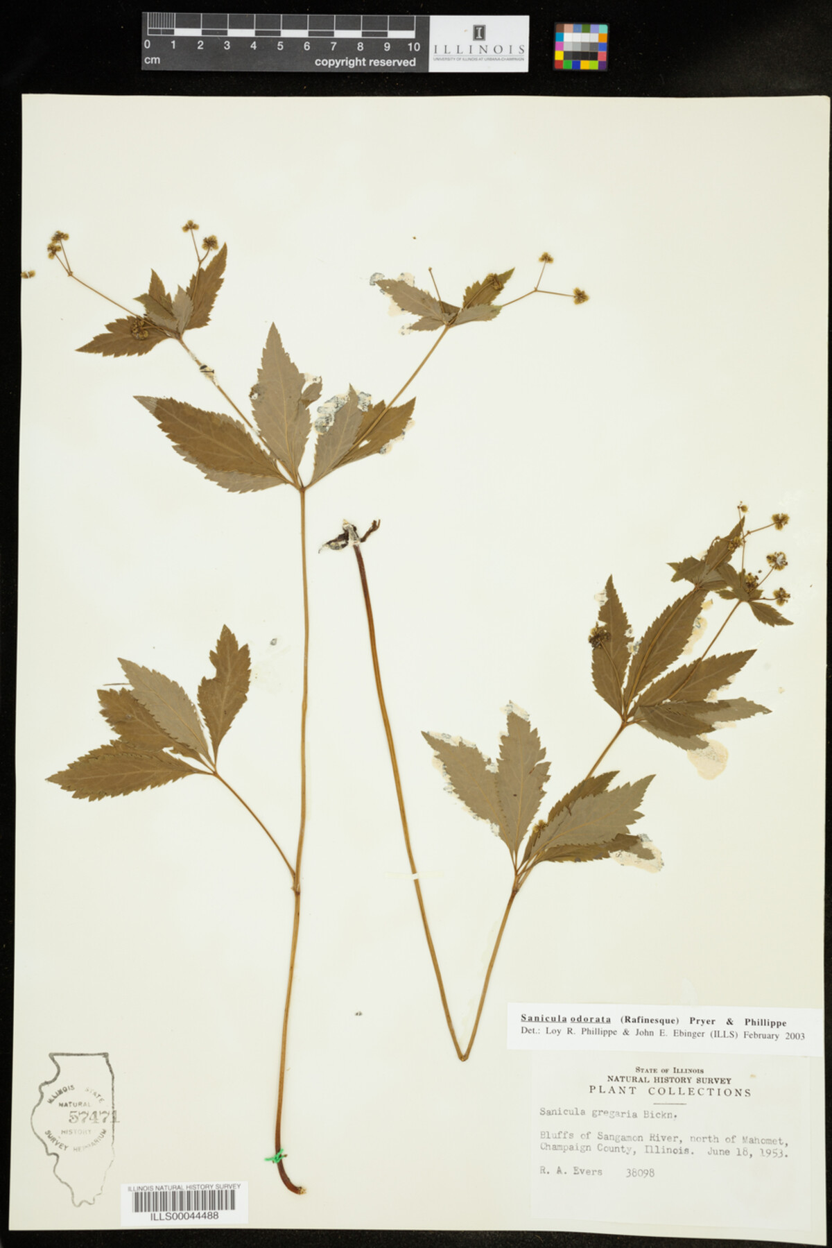 Sanicula odorata image