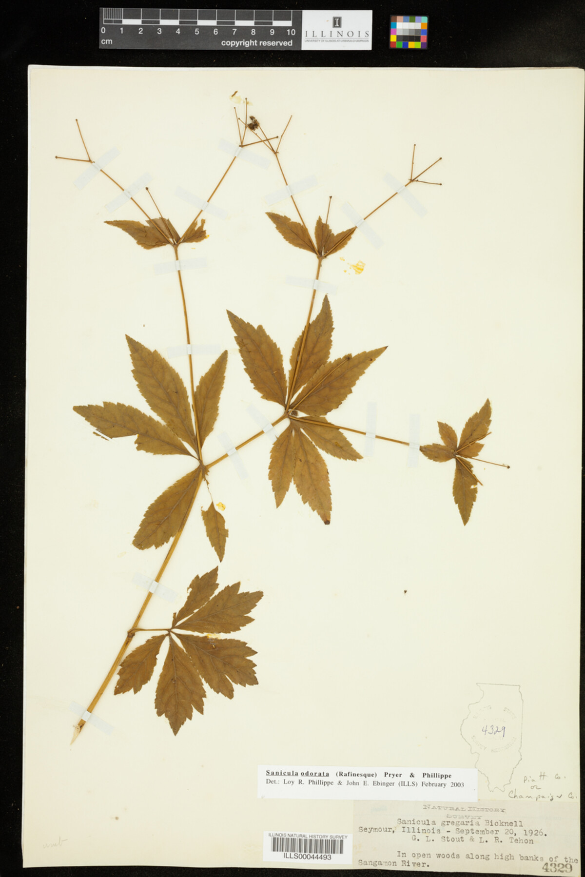 Sanicula odorata image