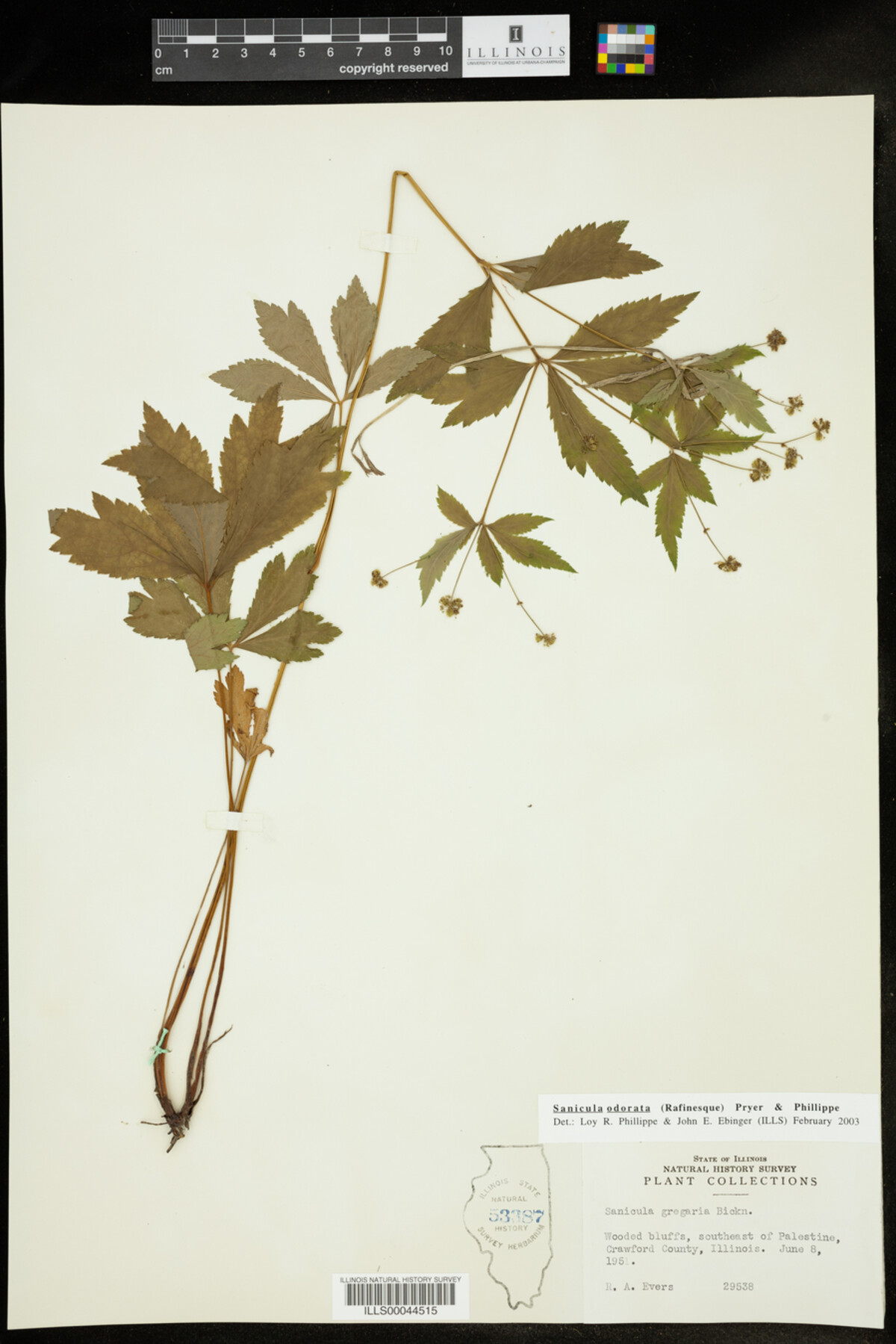 Sanicula odorata image