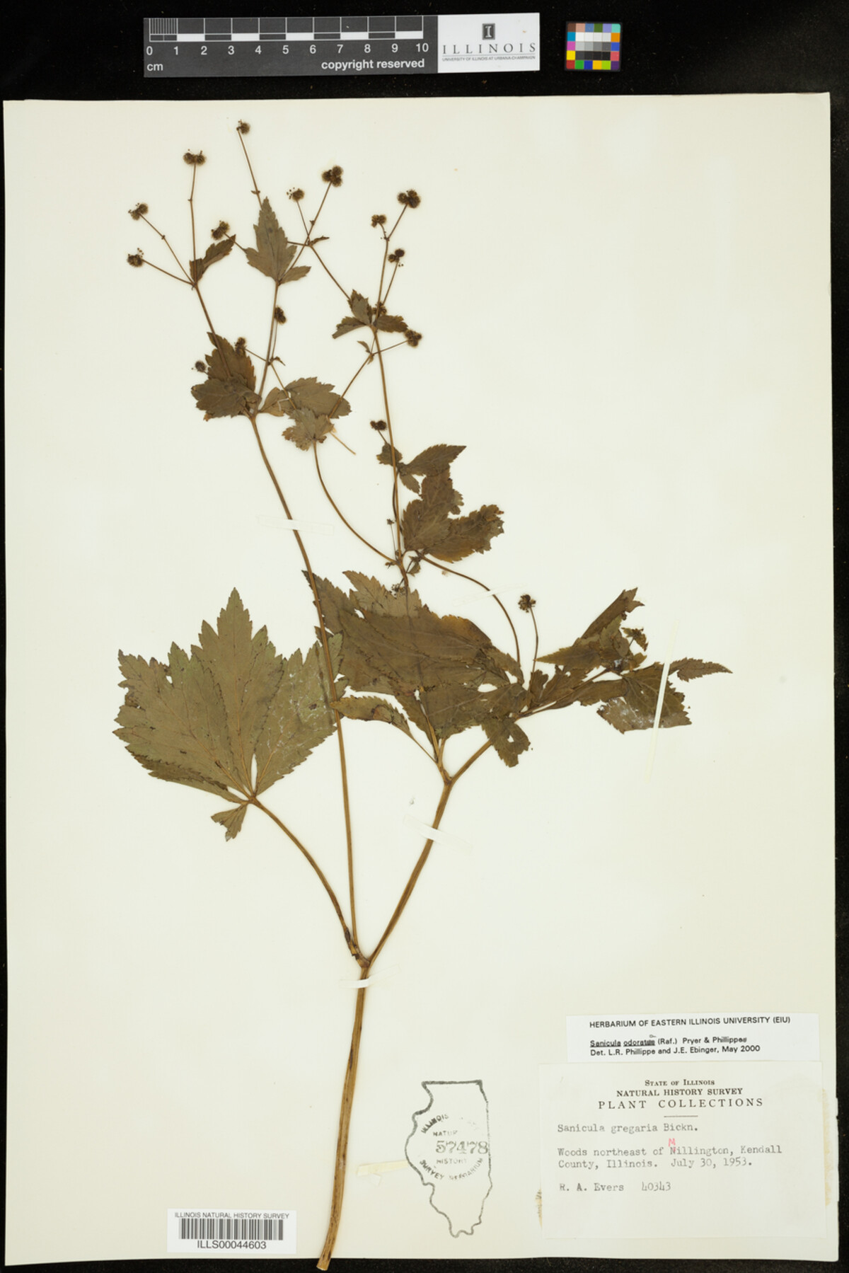 Sanicula odorata image