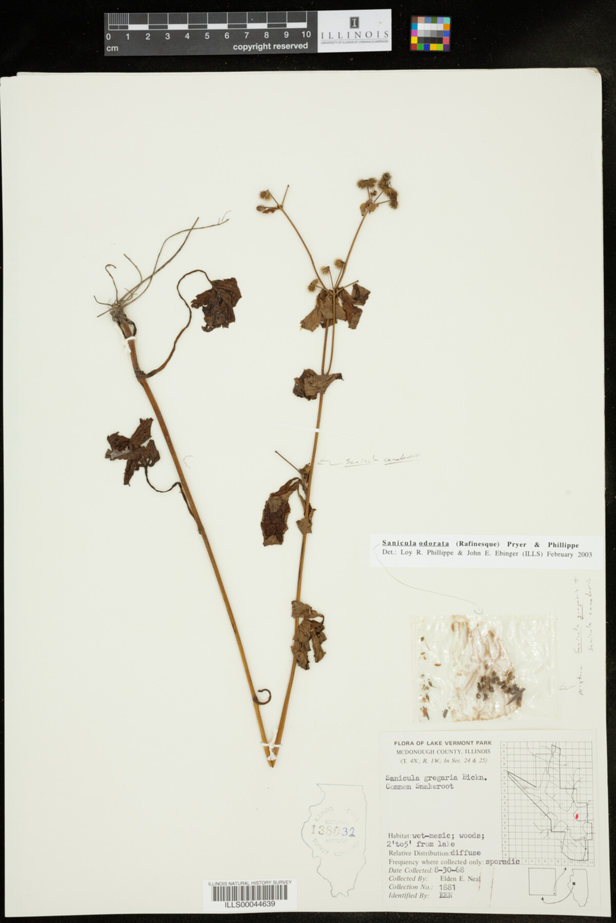 Sanicula odorata image