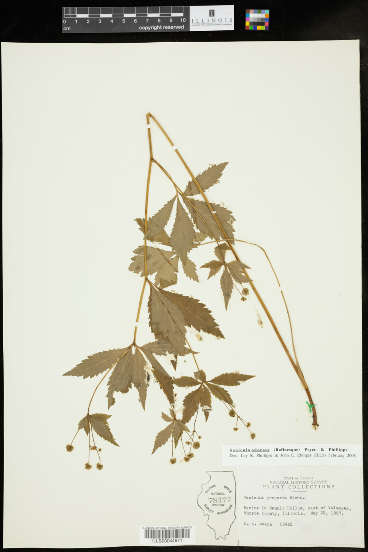 Sanicula odorata image