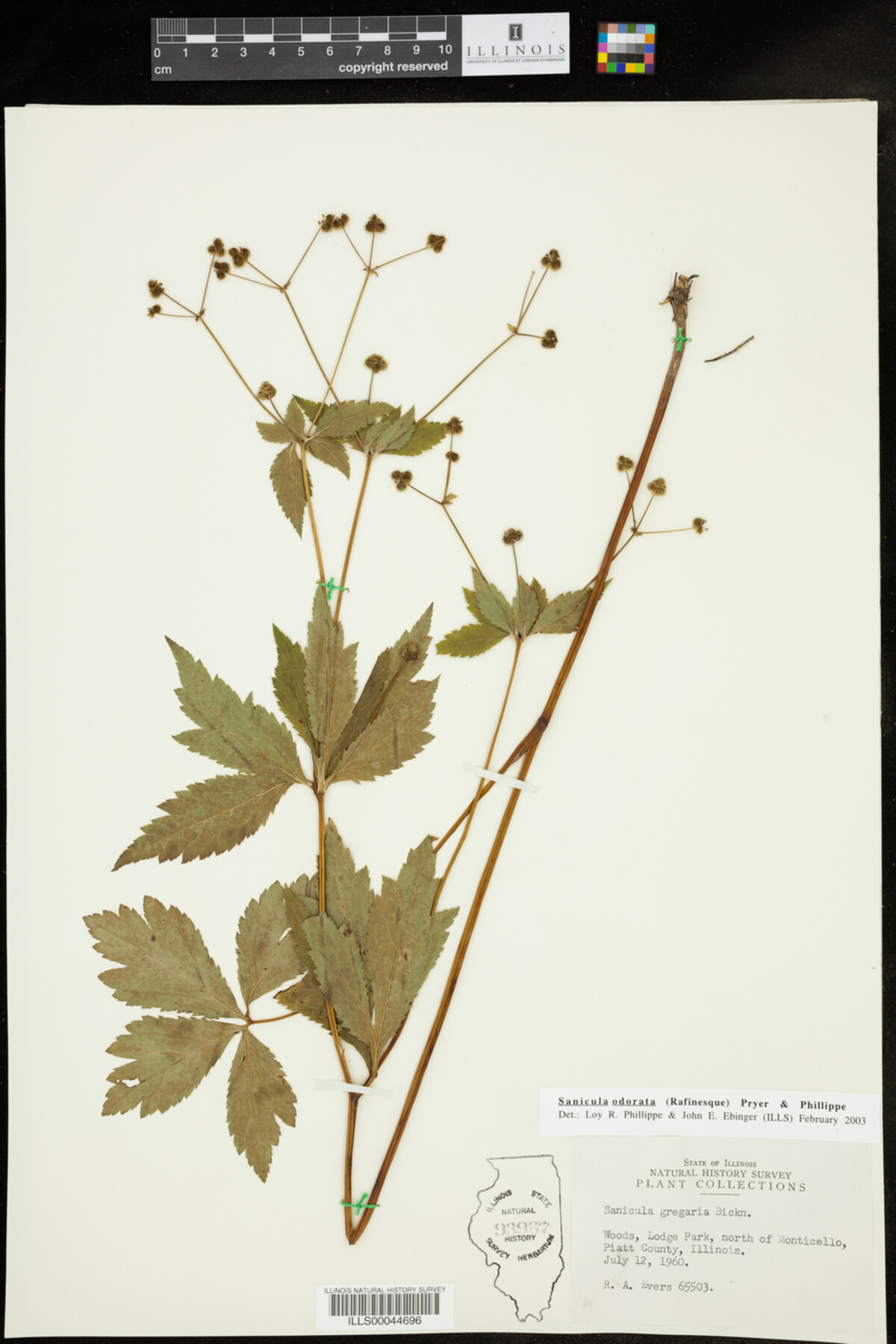 Sanicula odorata image