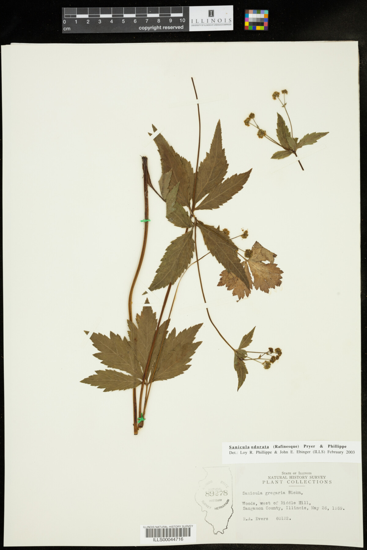 Sanicula odorata image