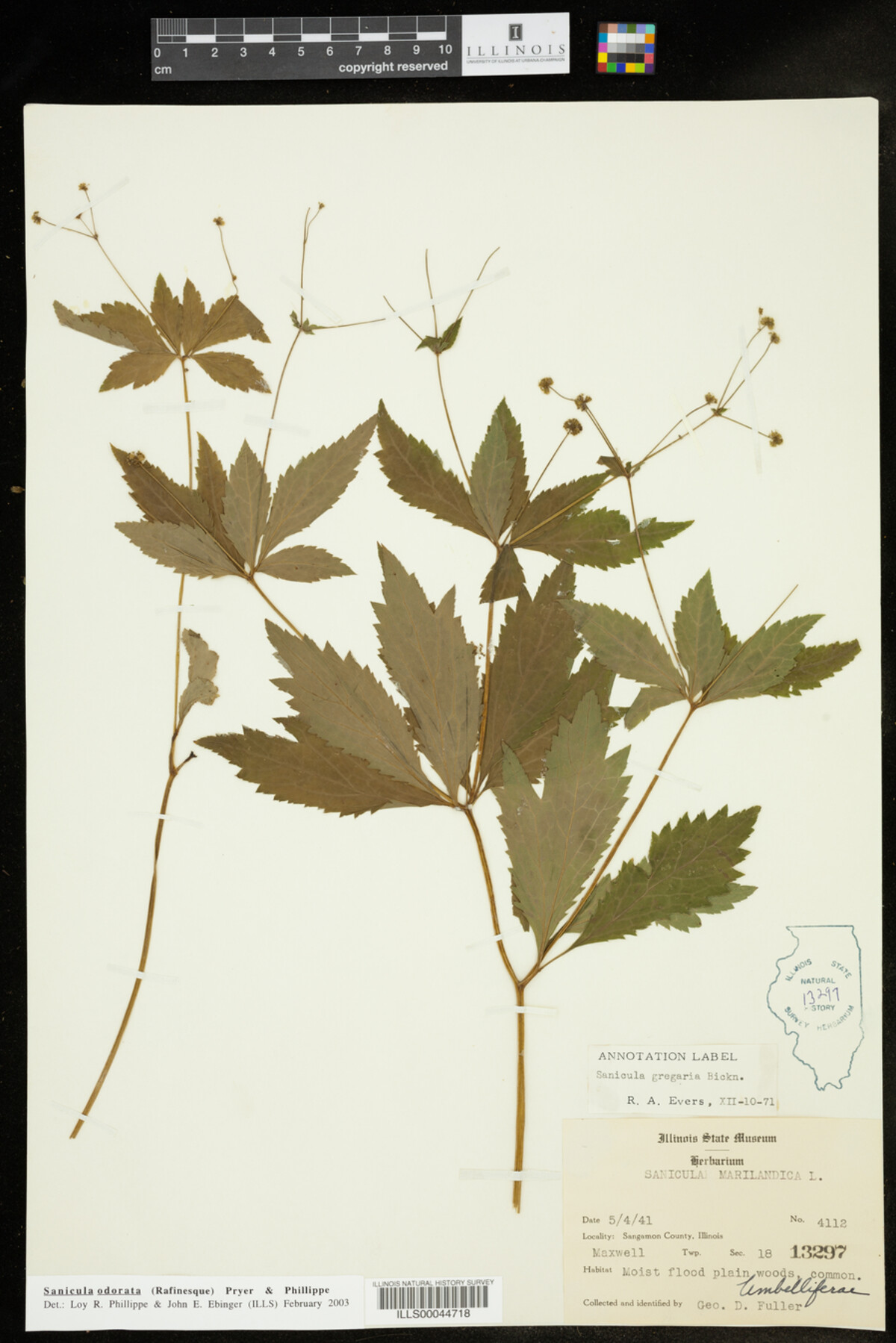 Sanicula odorata image