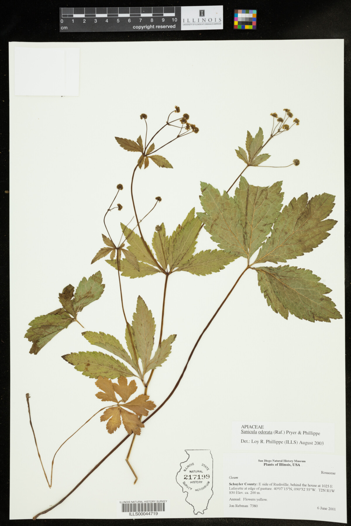 Sanicula odorata image