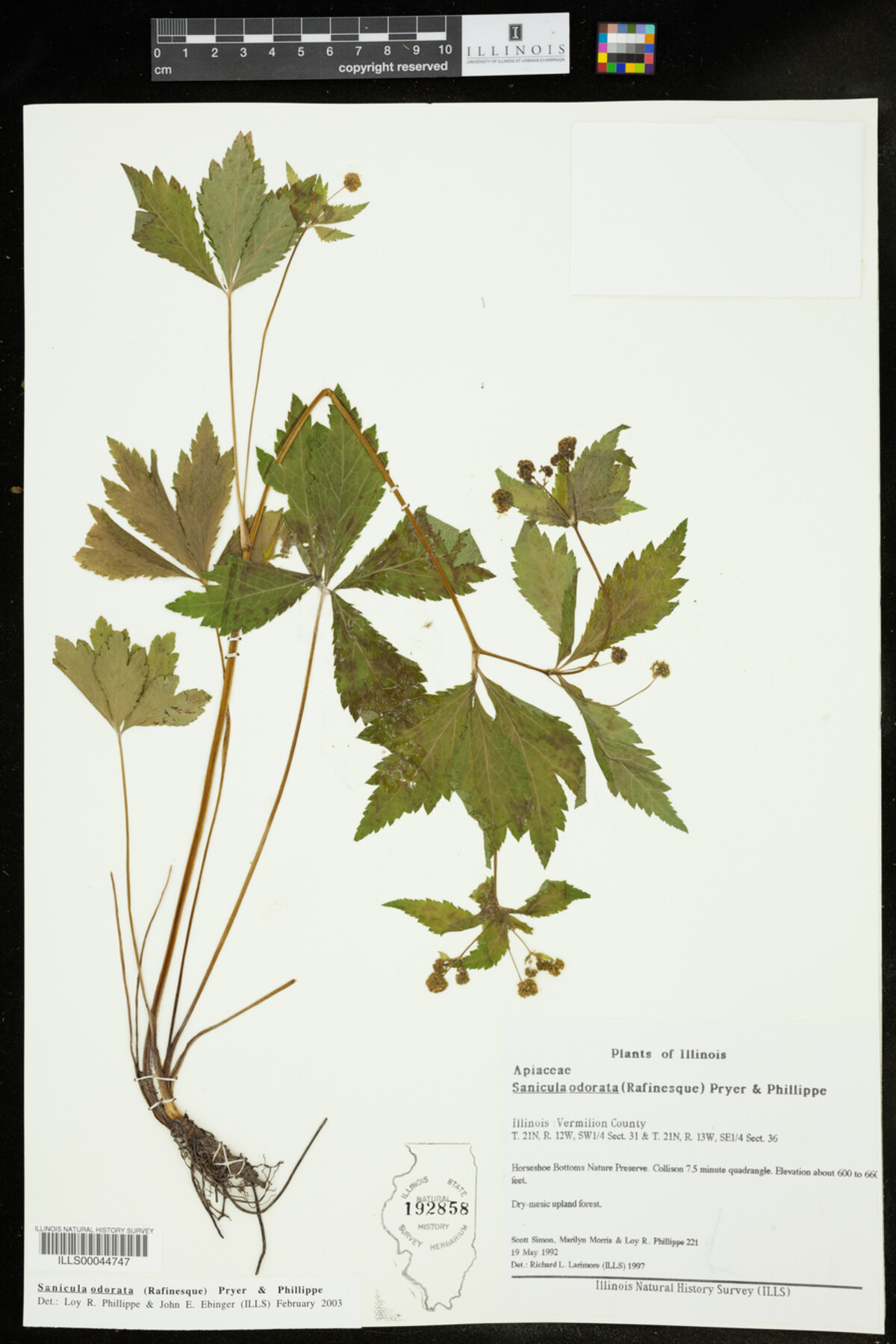 Sanicula odorata image