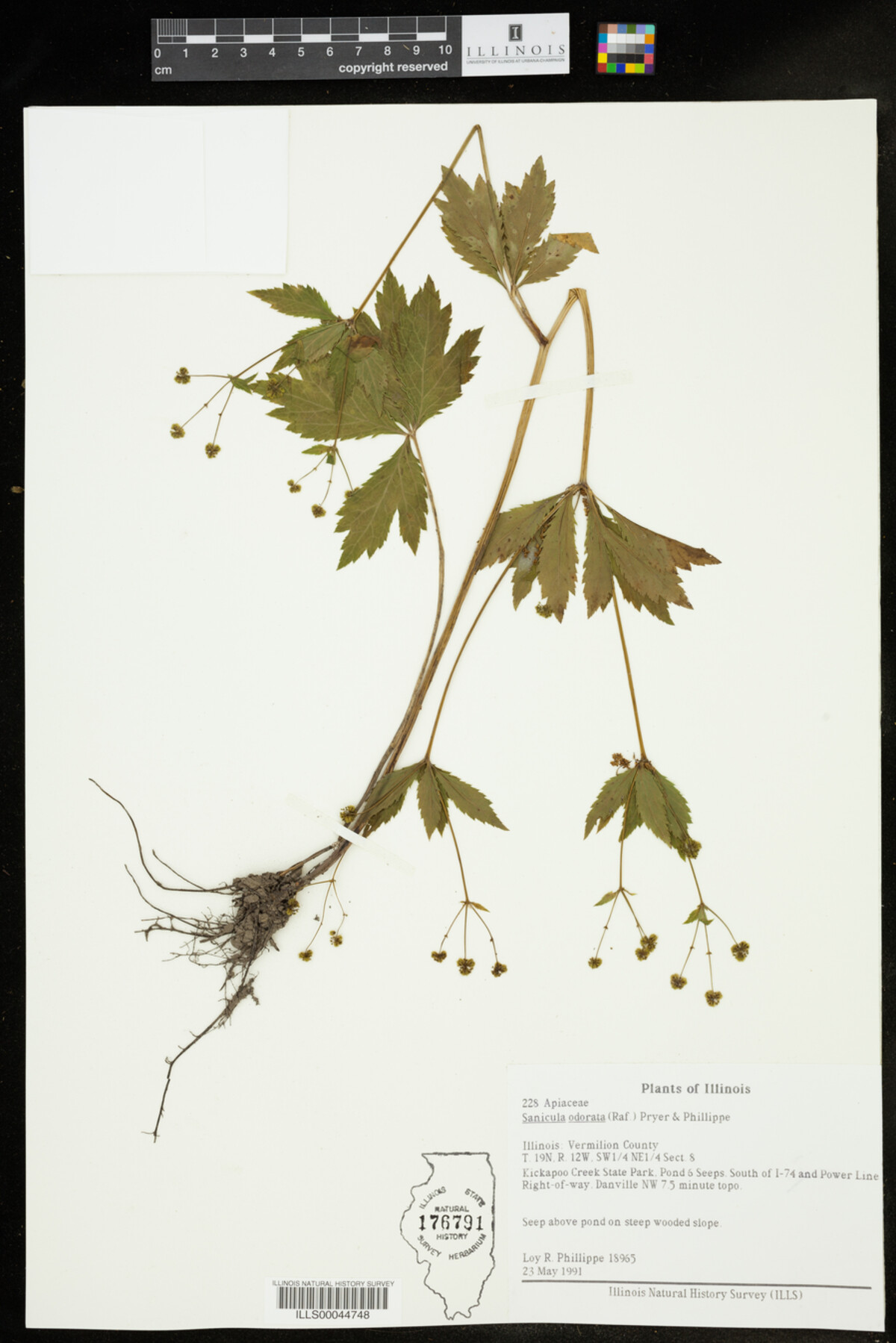 Sanicula odorata image