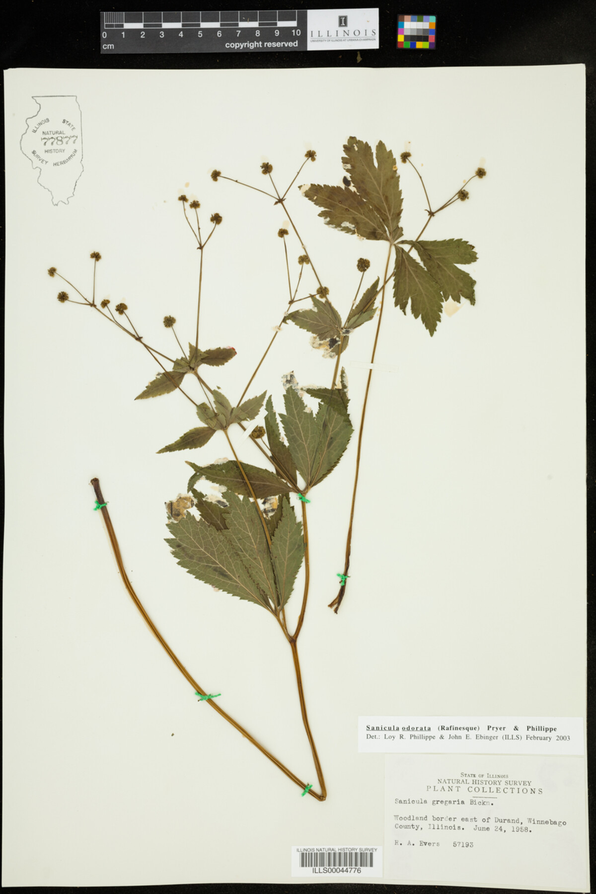 Sanicula odorata image