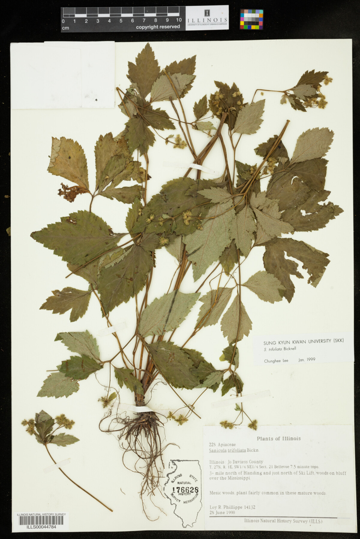Sanicula image