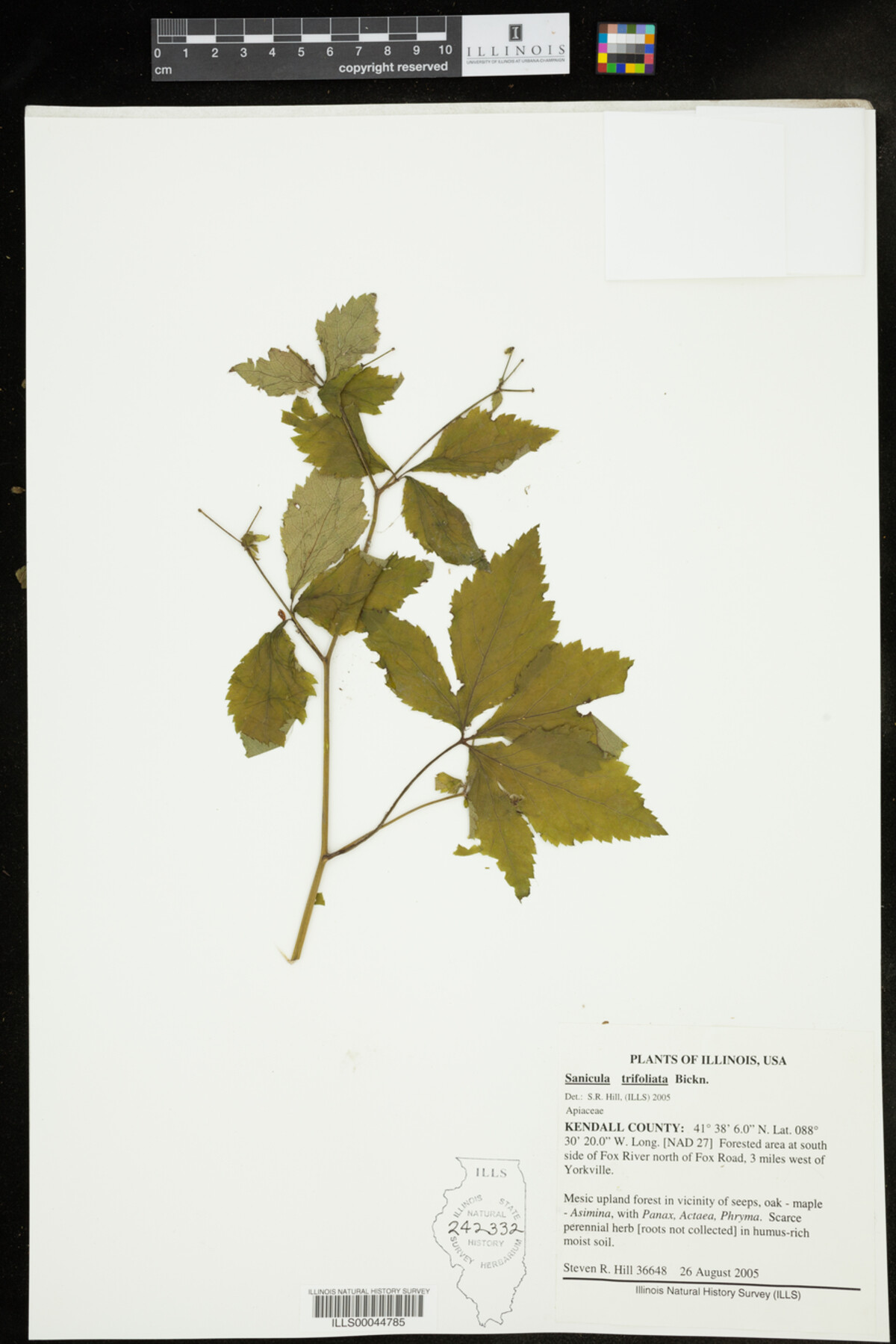 Sanicula trifoliata image