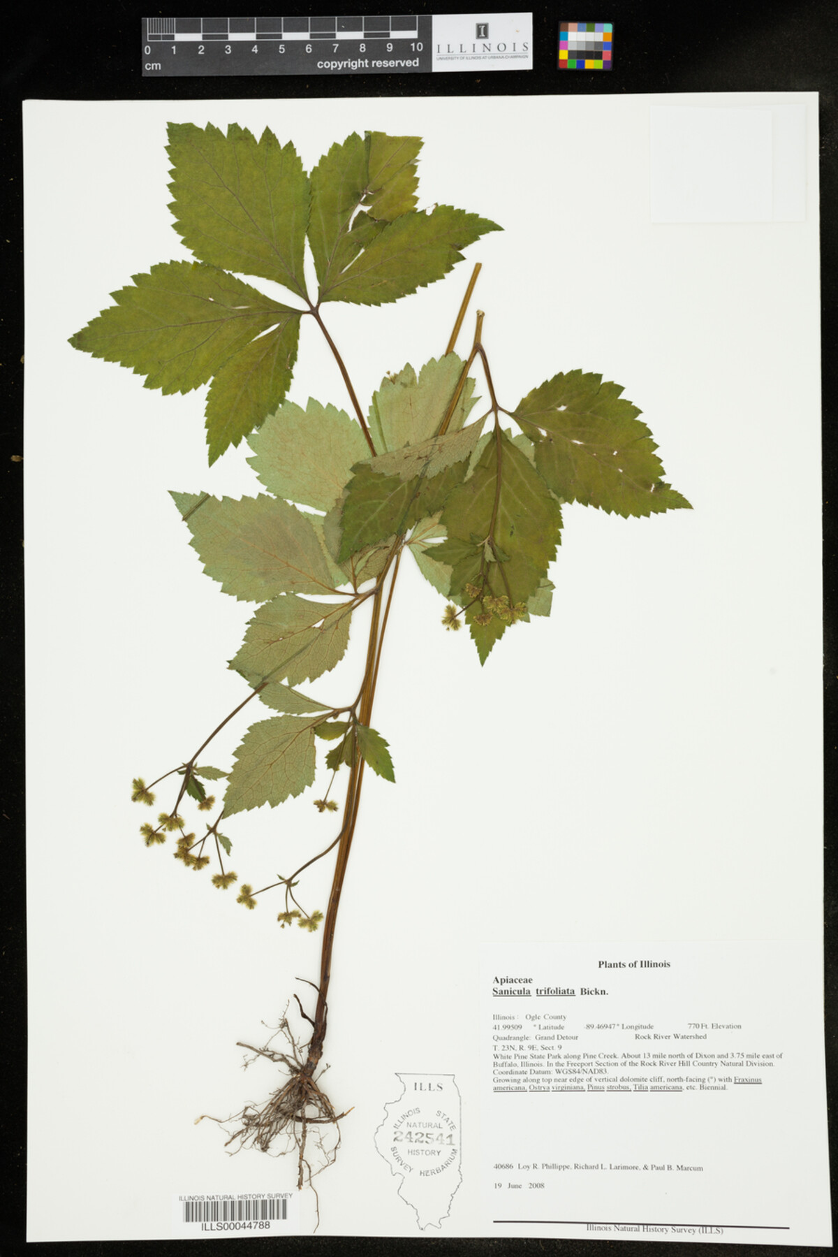 Sanicula trifoliata image