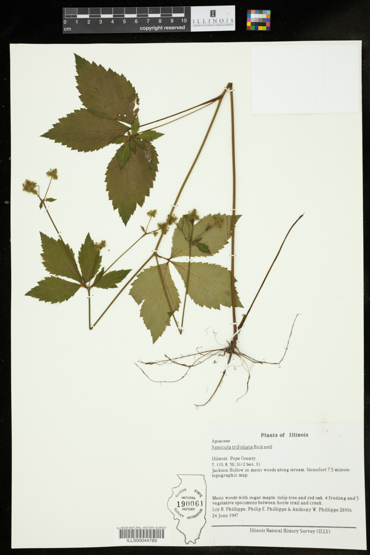 Sanicula trifoliata image