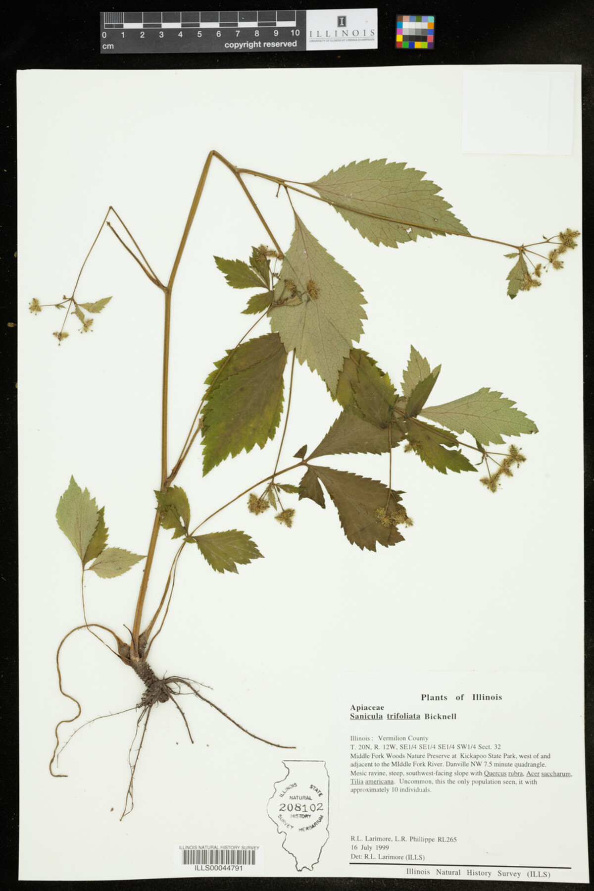 Sanicula trifoliata image
