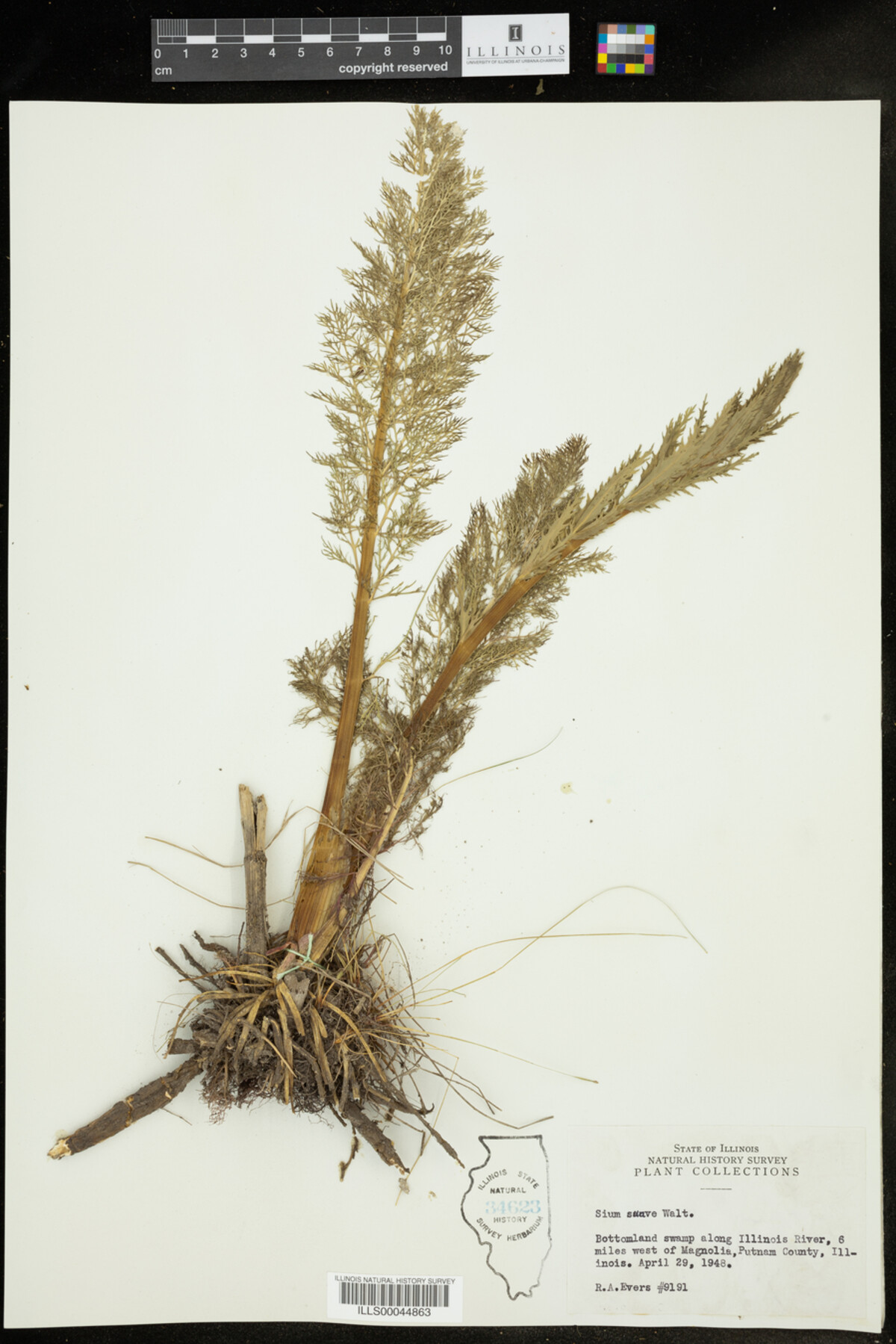 Sium image