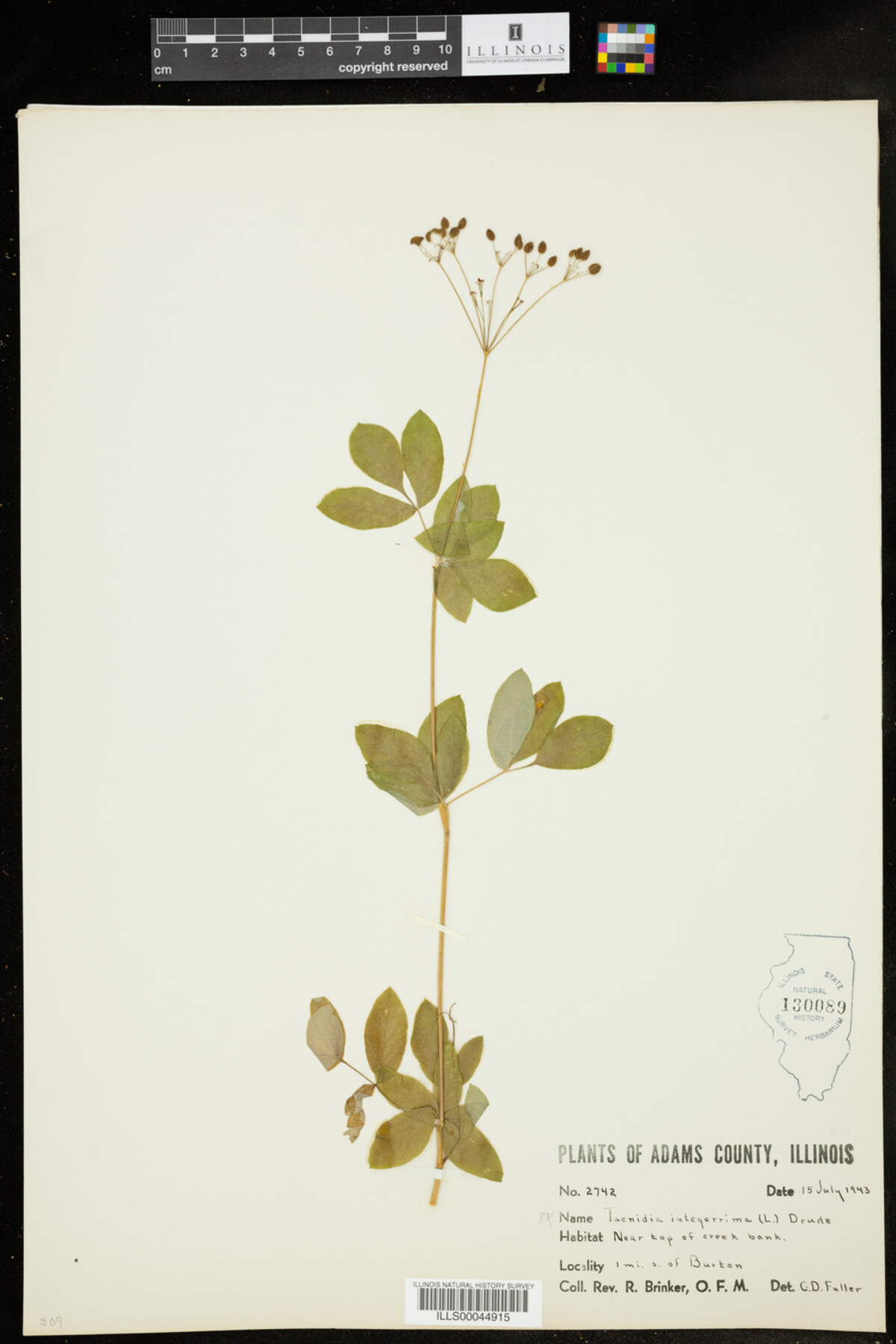 Taenidia integerrima image