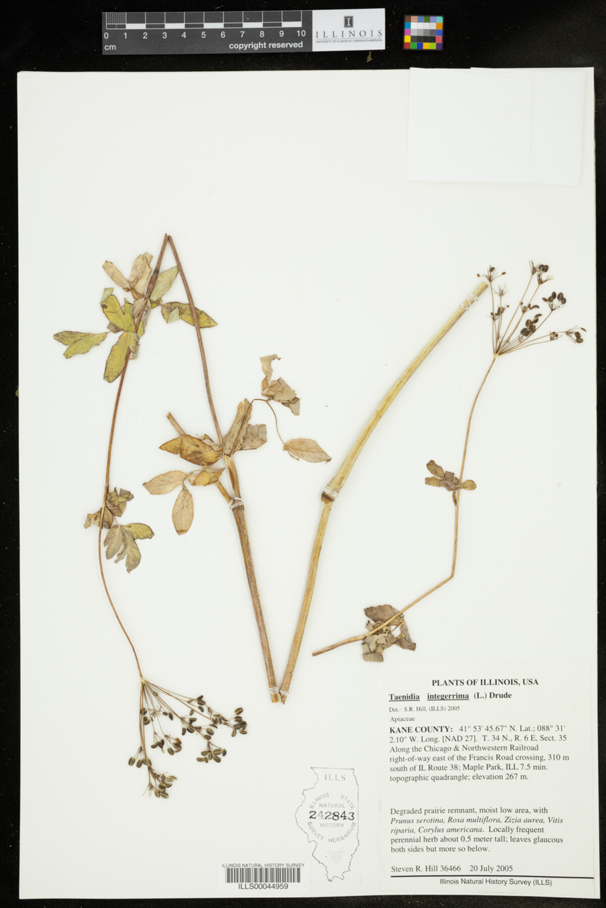 Taenidia integerrima image