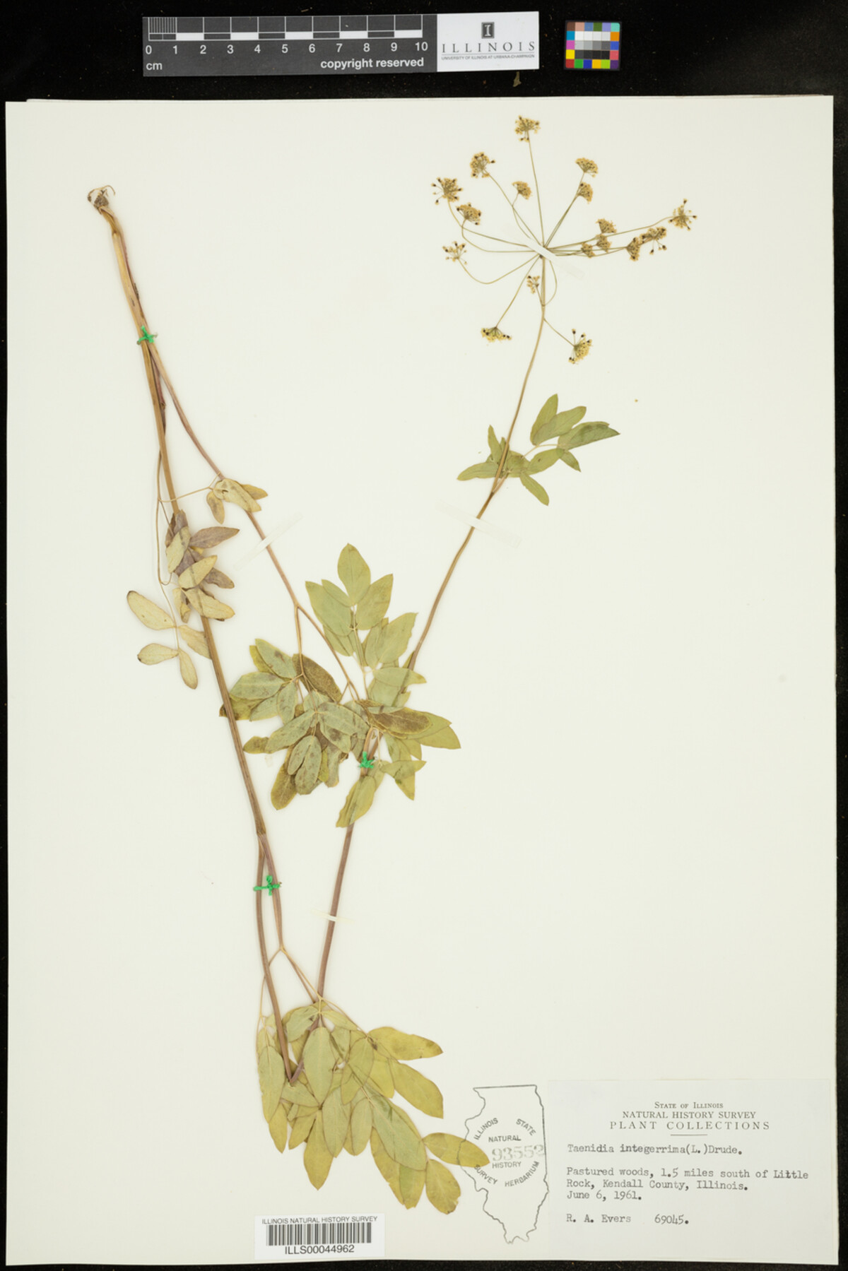 Taenidia integerrima image