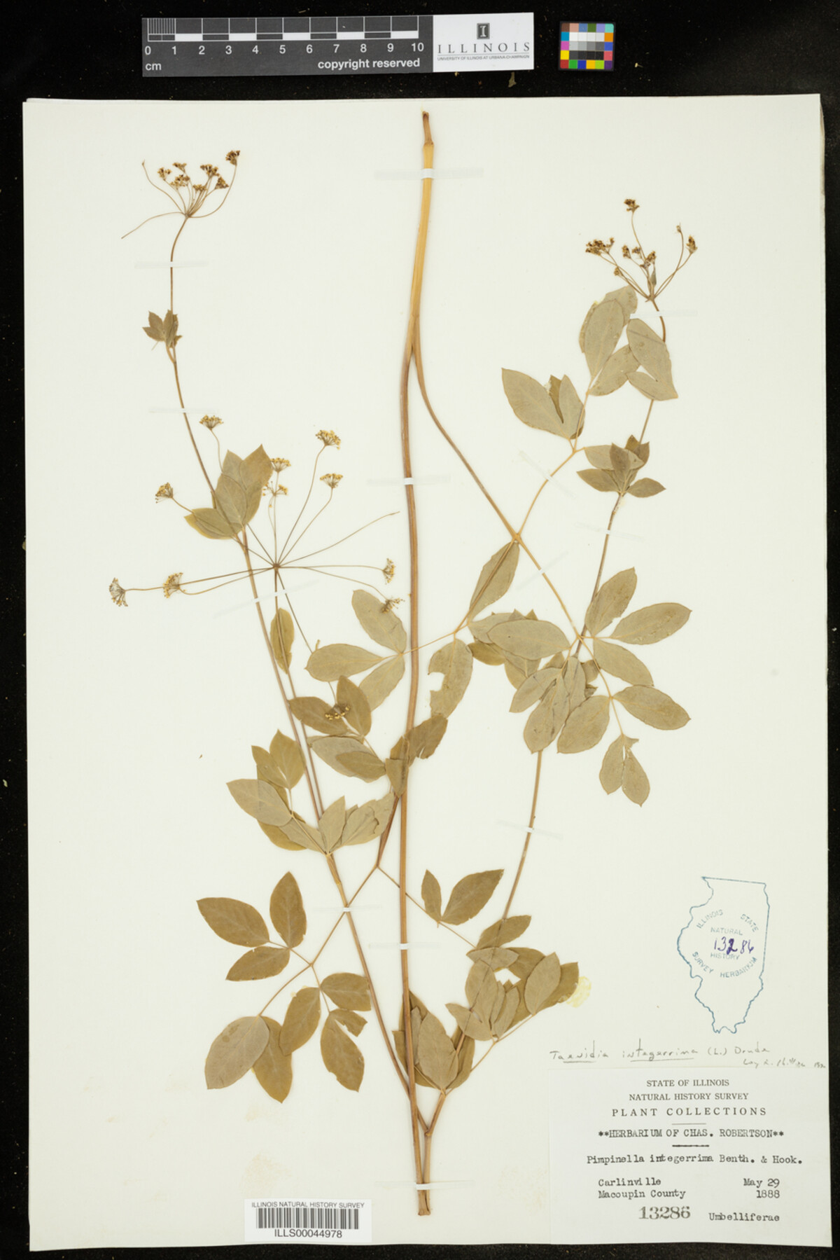 Taenidia integerrima image