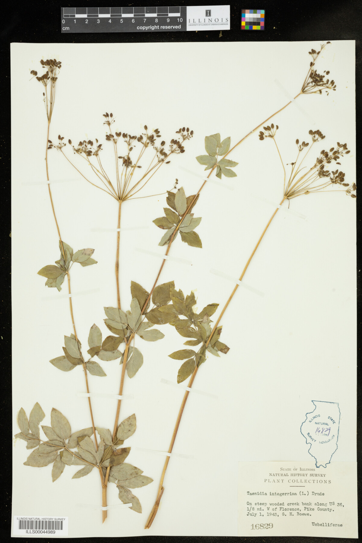 Taenidia integerrima image