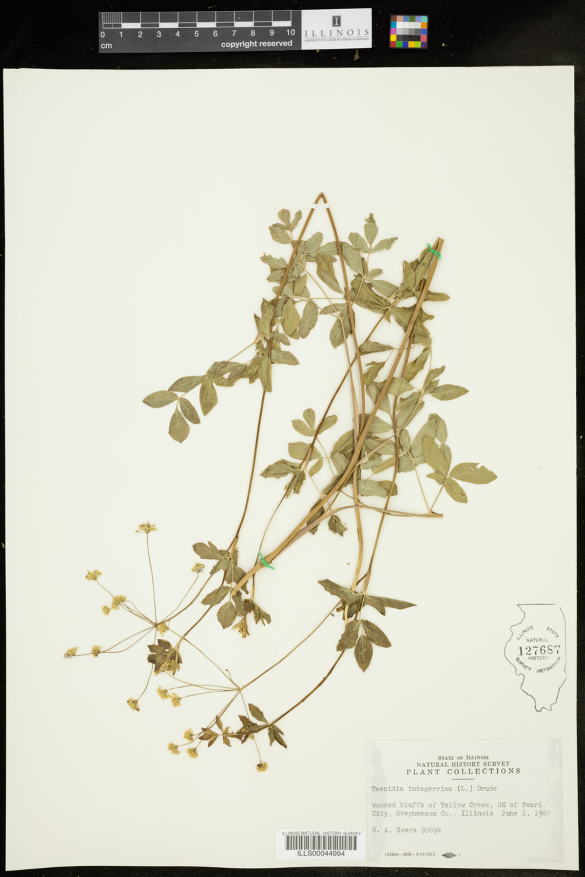 Taenidia integerrima image