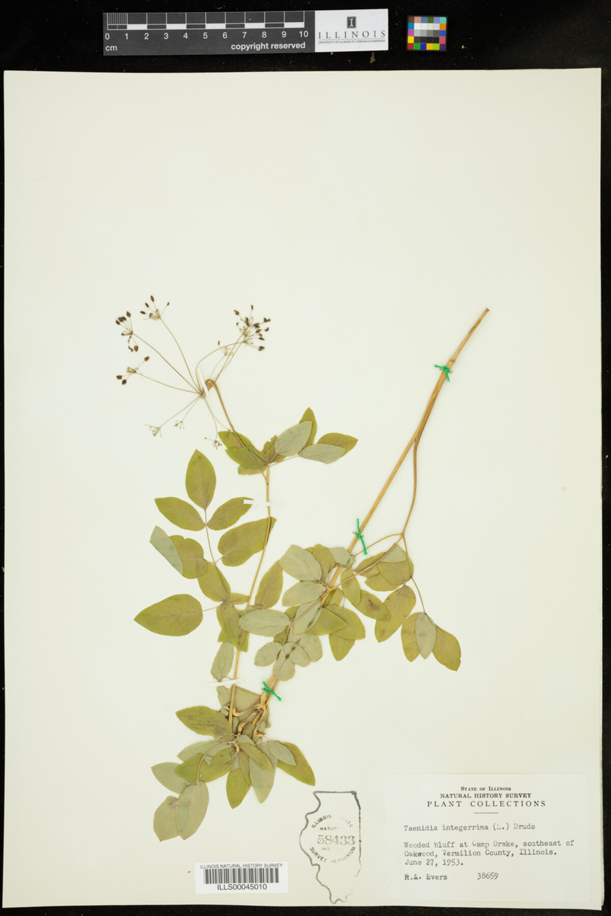 Taenidia image
