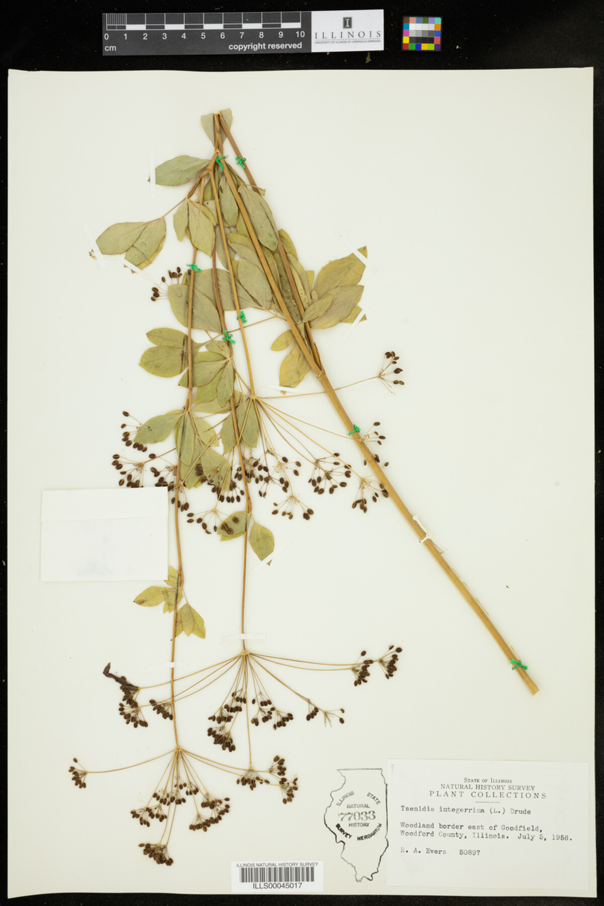 Taenidia integerrima image
