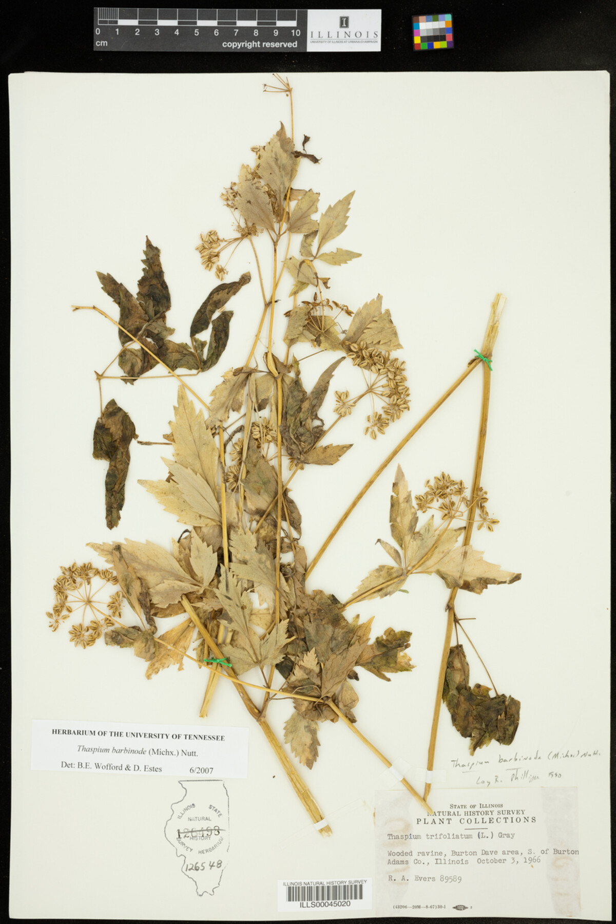 Thaspium barbinode image
