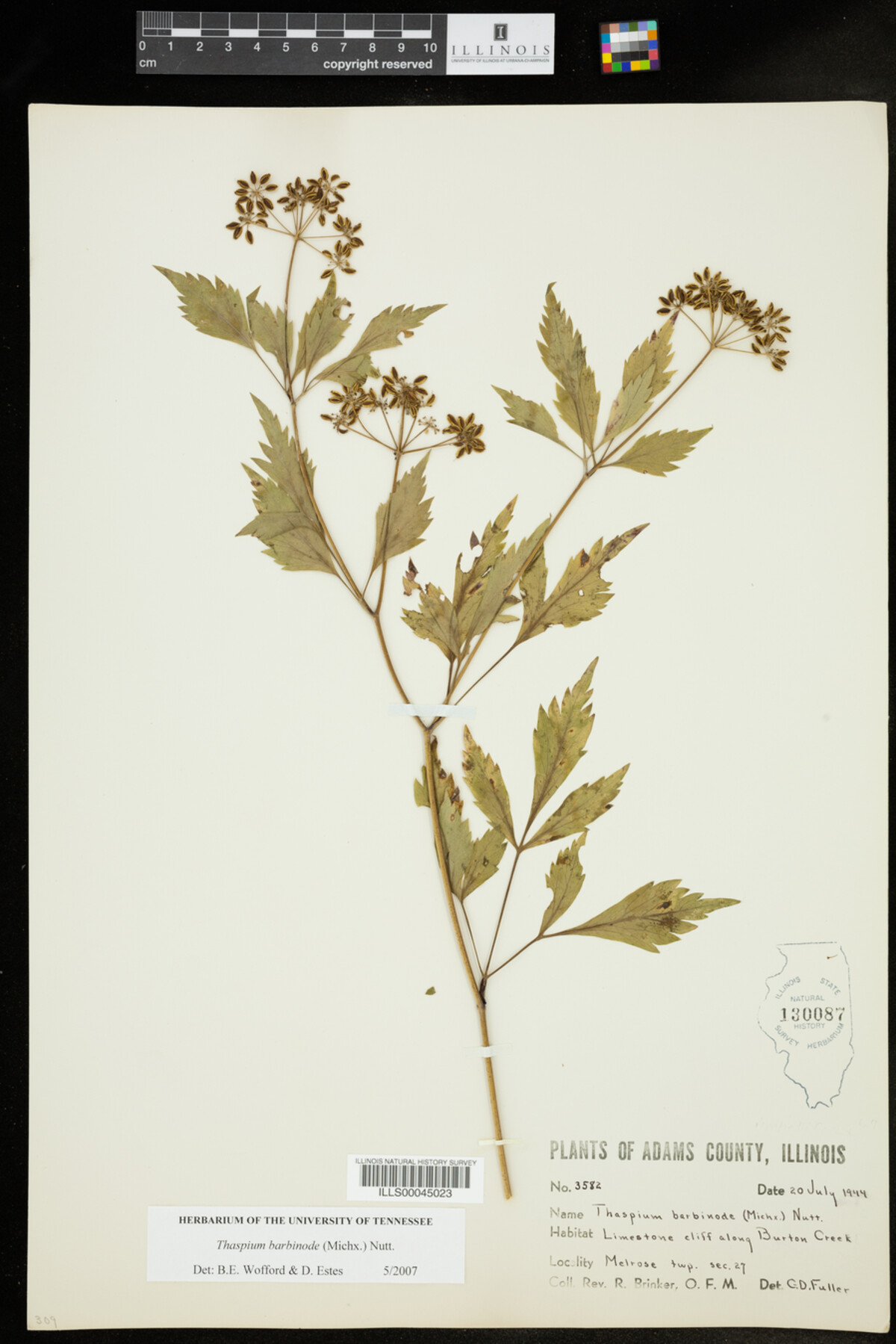 Thaspium barbinode image