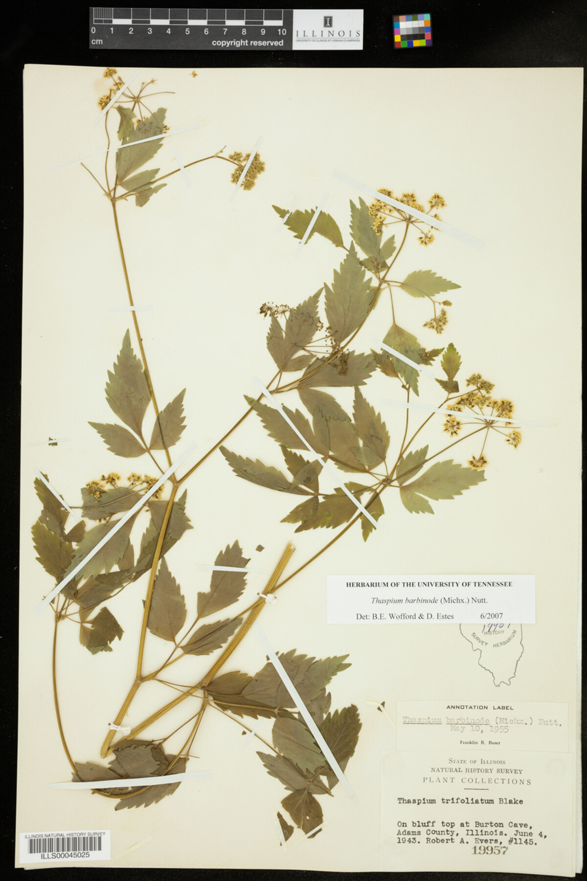 Thaspium barbinode image
