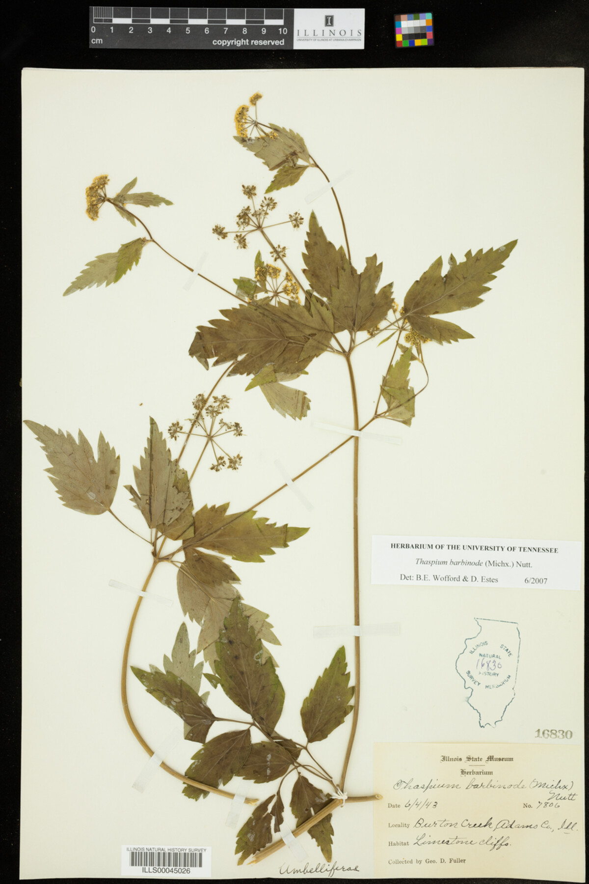 Thaspium barbinode image
