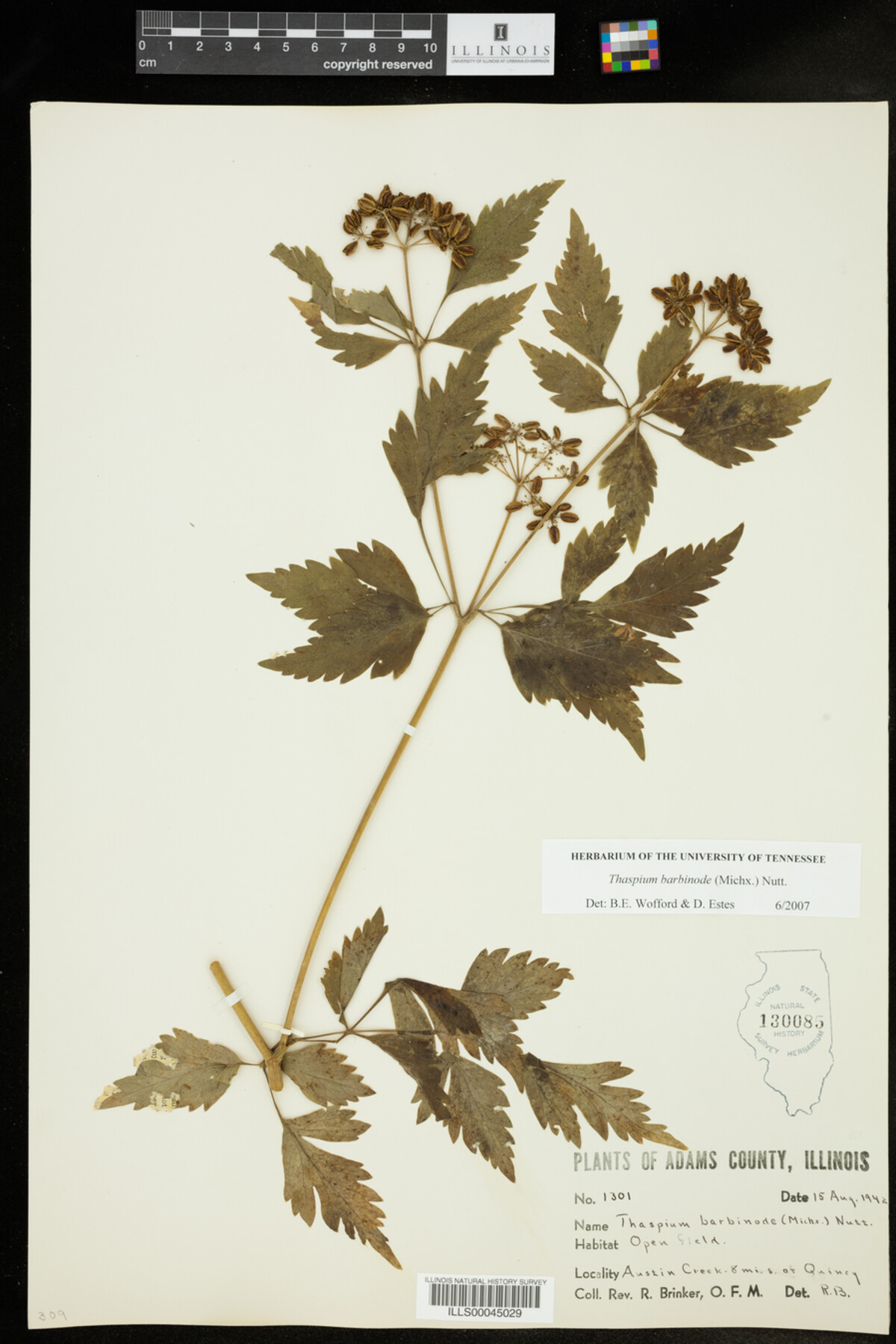 Thaspium barbinode image