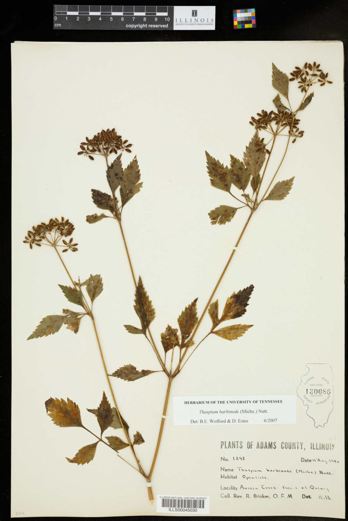 Thaspium barbinode image