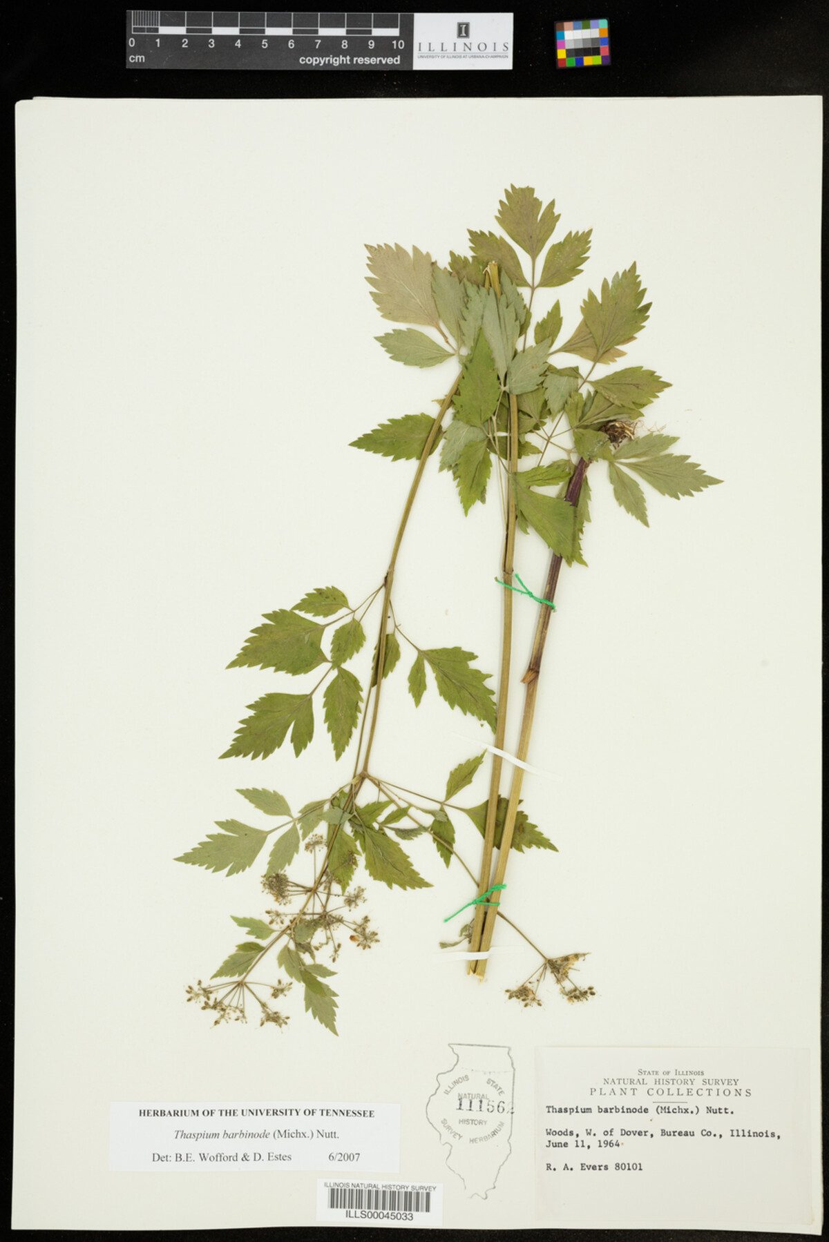 Thaspium barbinode image
