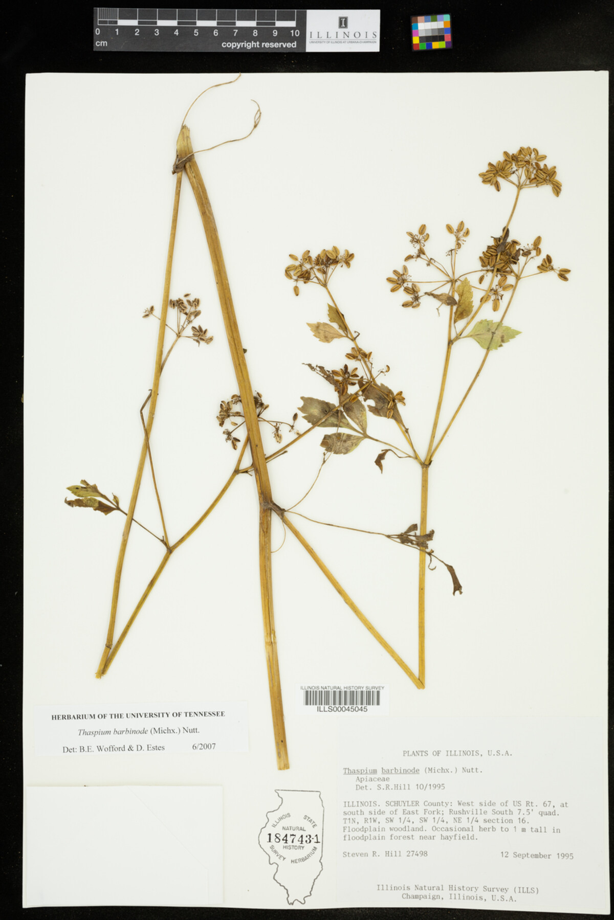 Thaspium barbinode image