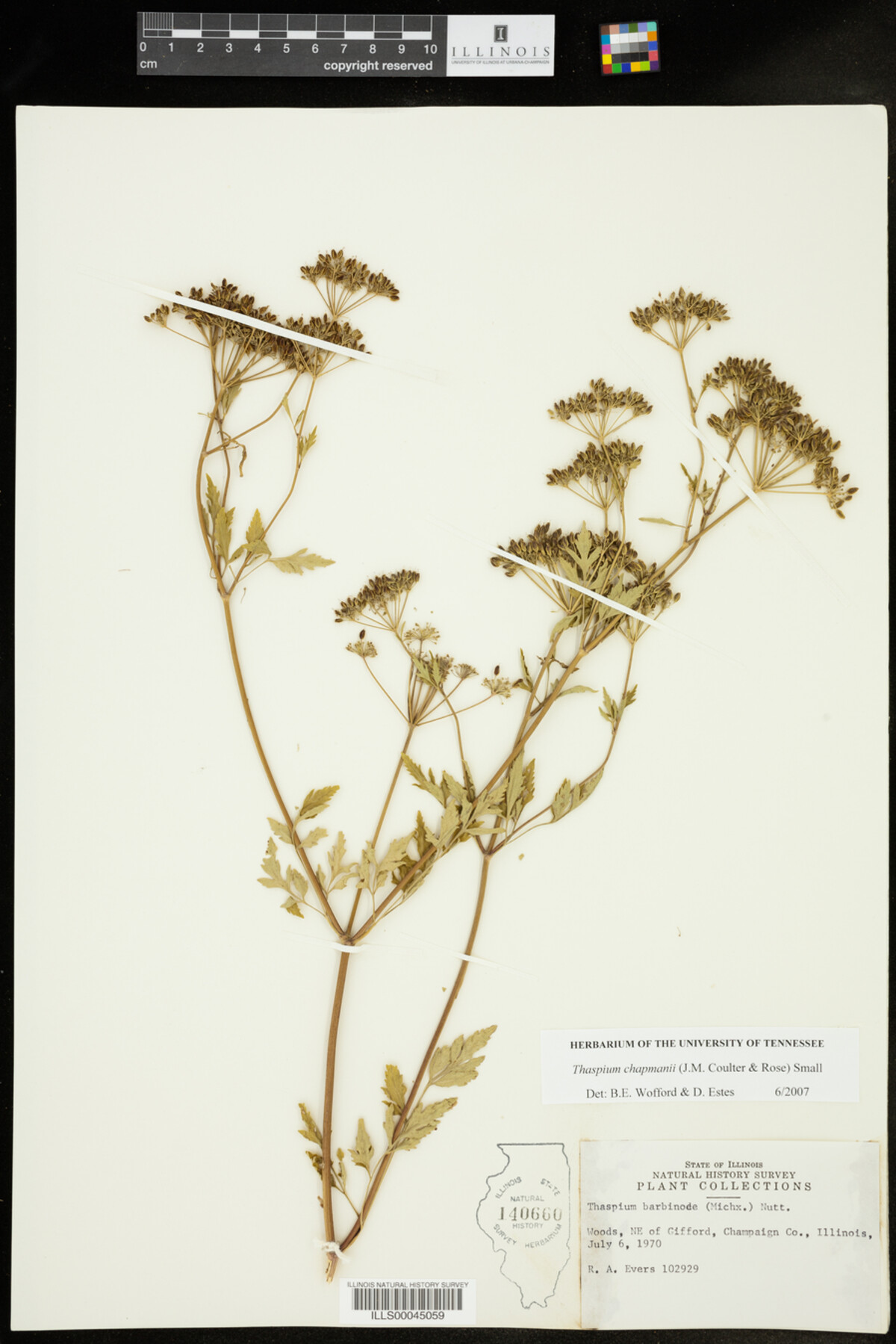 Thaspium chapmanii image