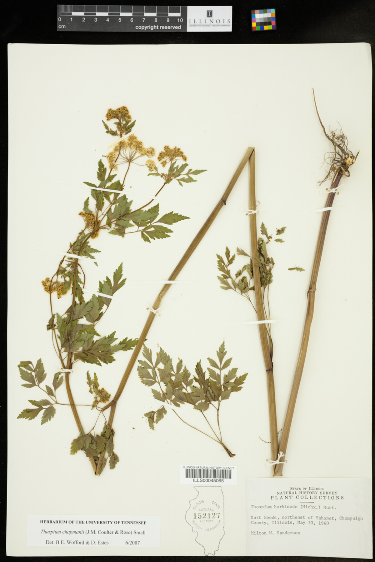 Thaspium chapmanii image