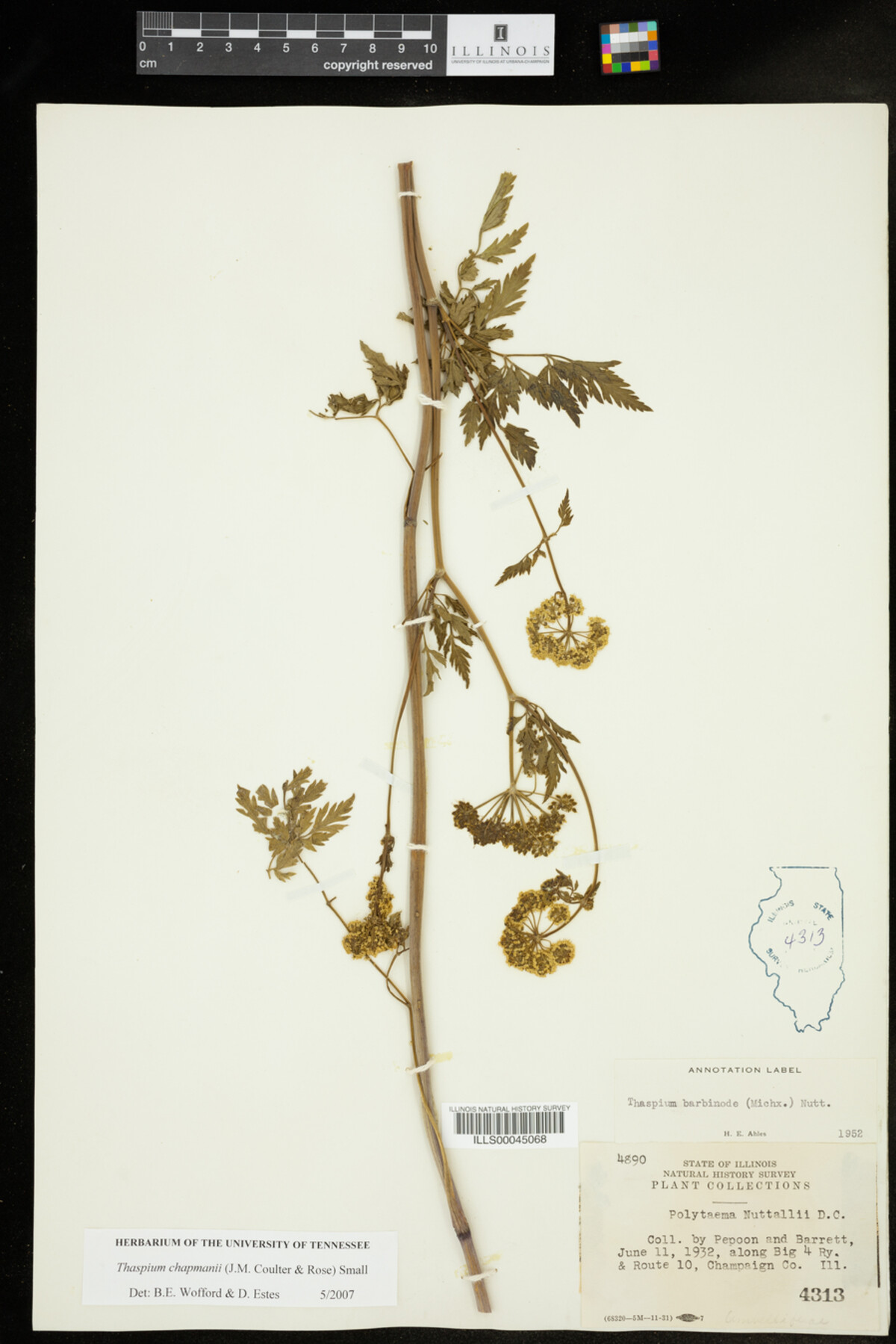Thaspium chapmanii image