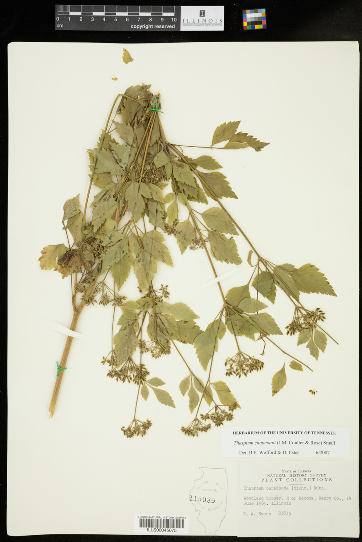 Thaspium chapmanii image