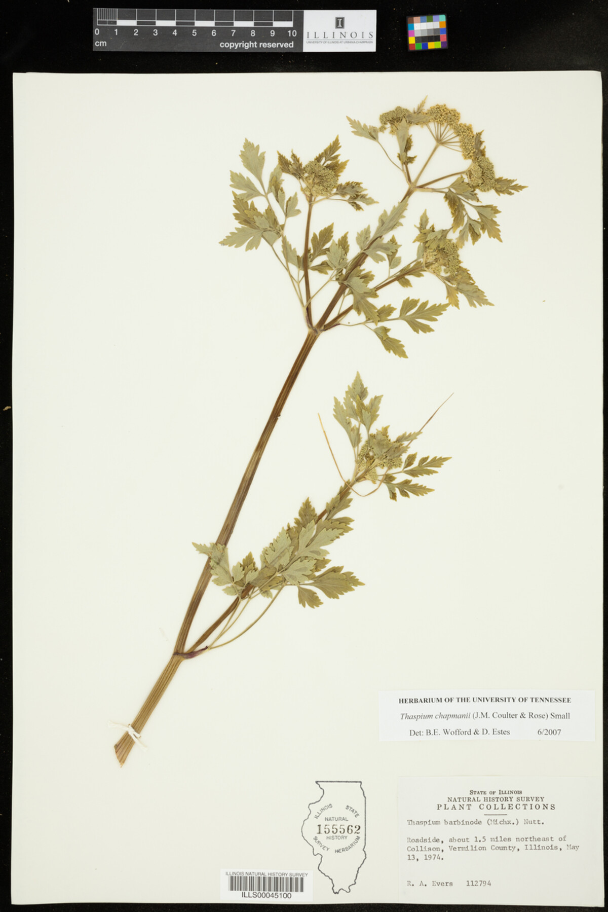 Thaspium chapmanii image