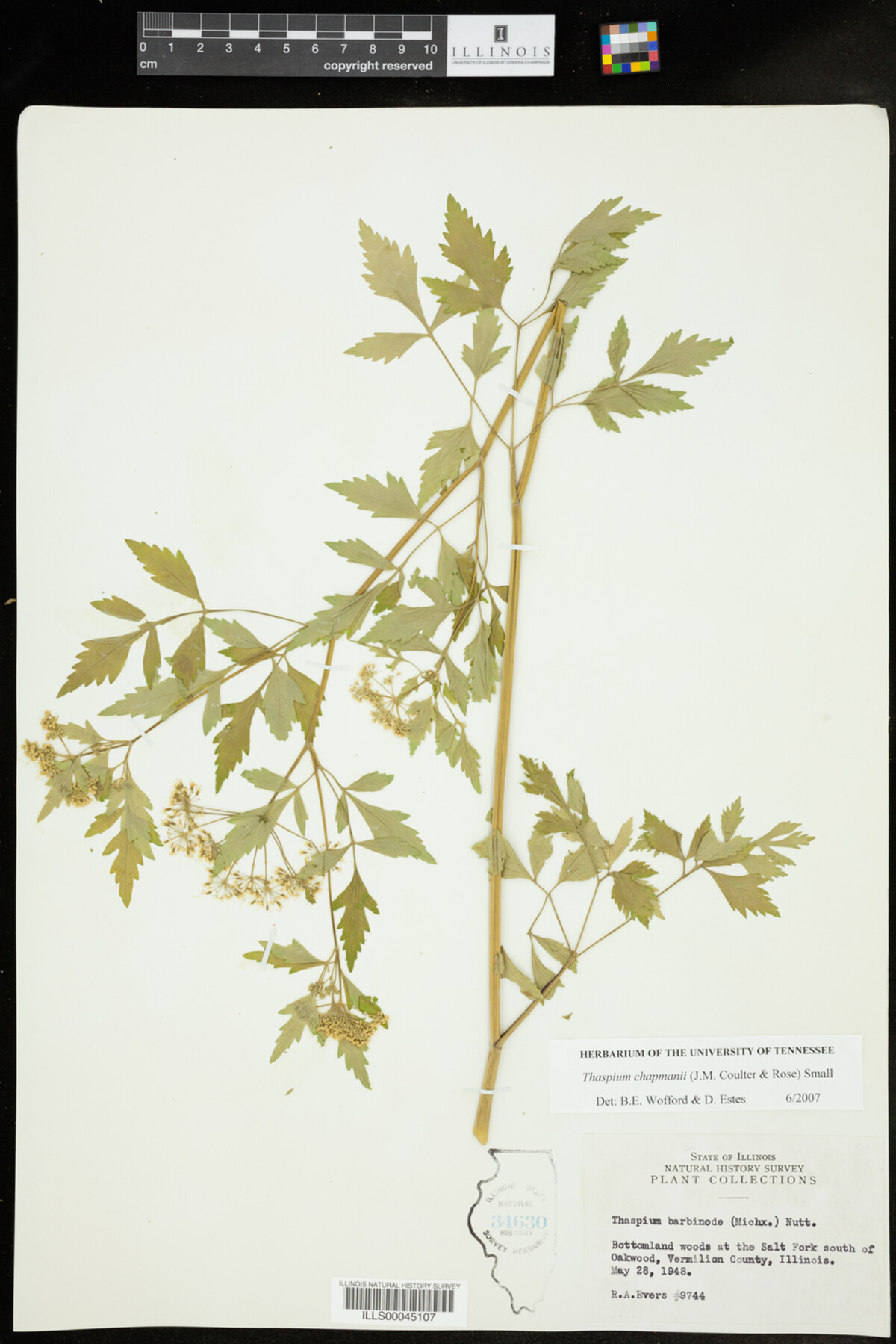 Thaspium chapmanii image
