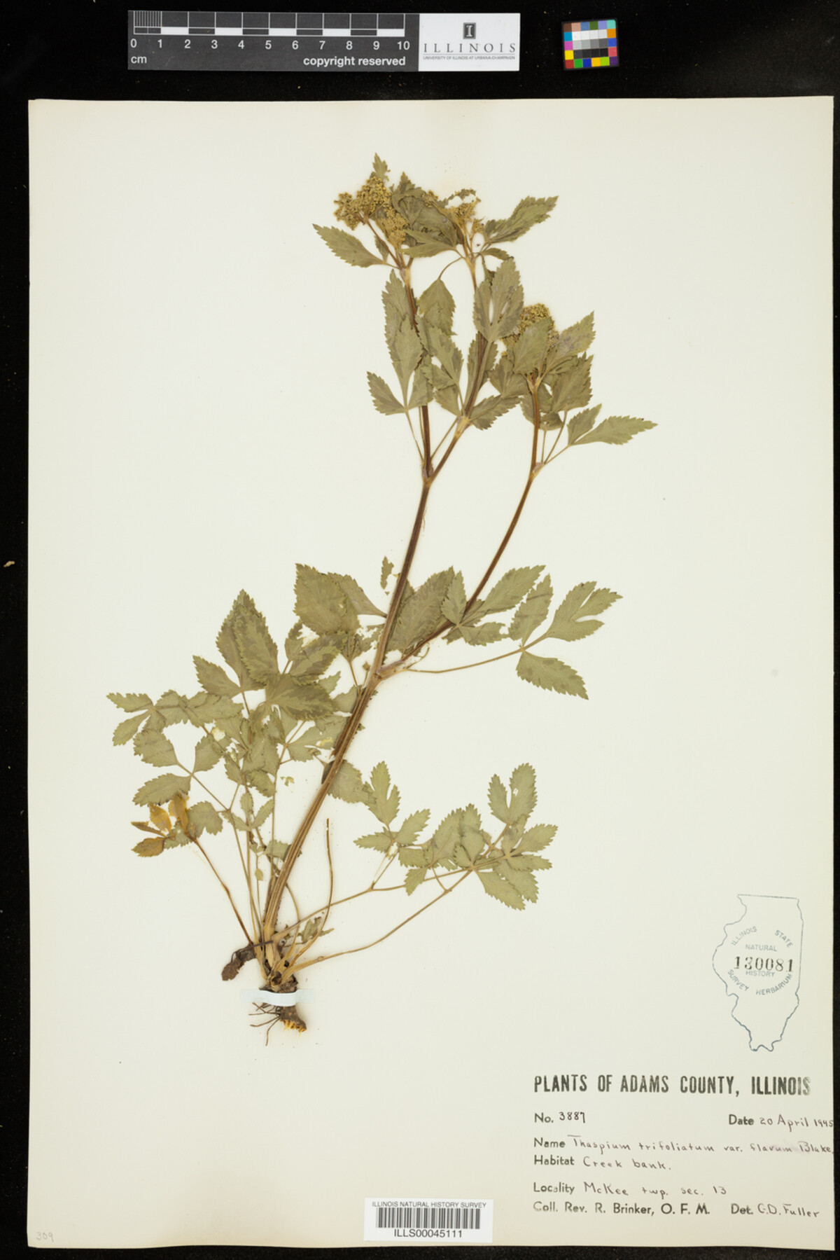 Thaspium trifoliatum var. flavum image