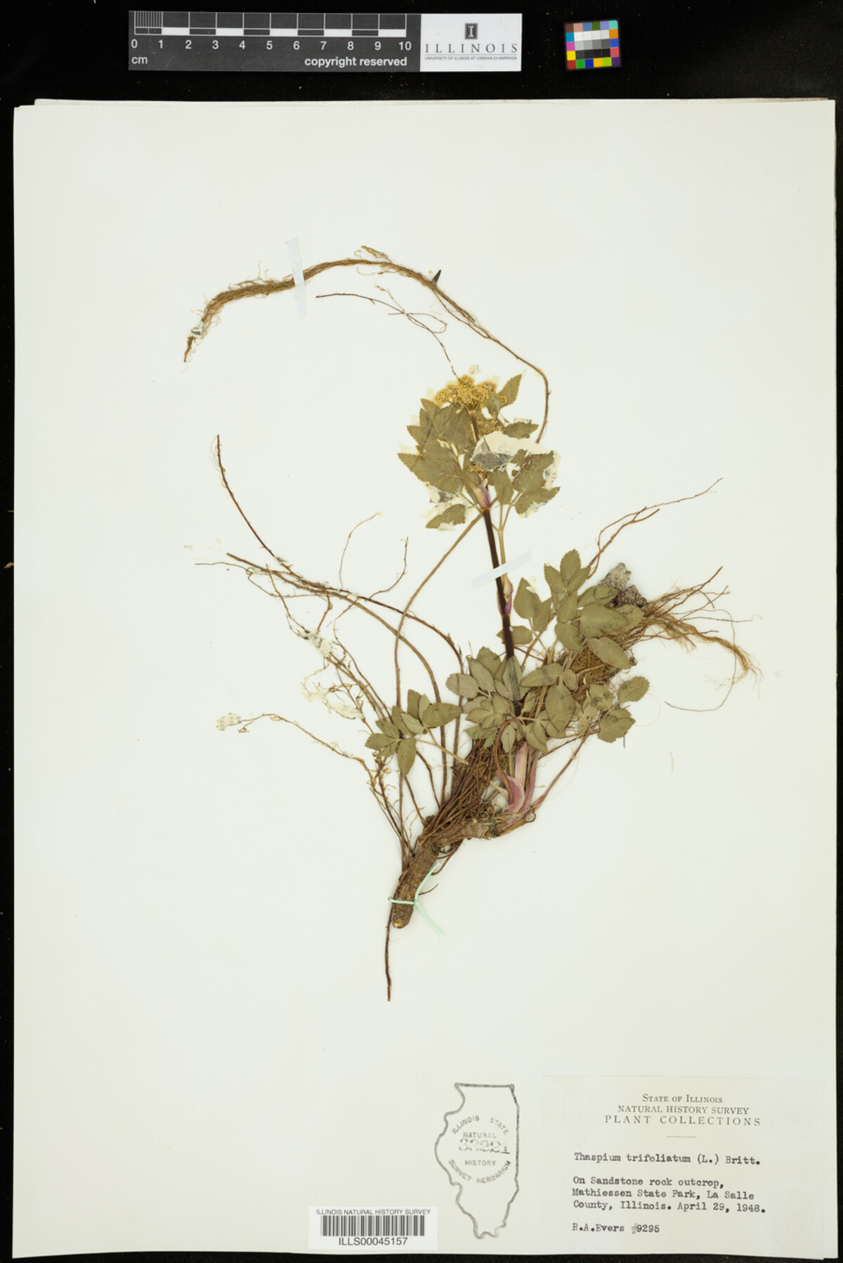 Thaspium trifoliatum image