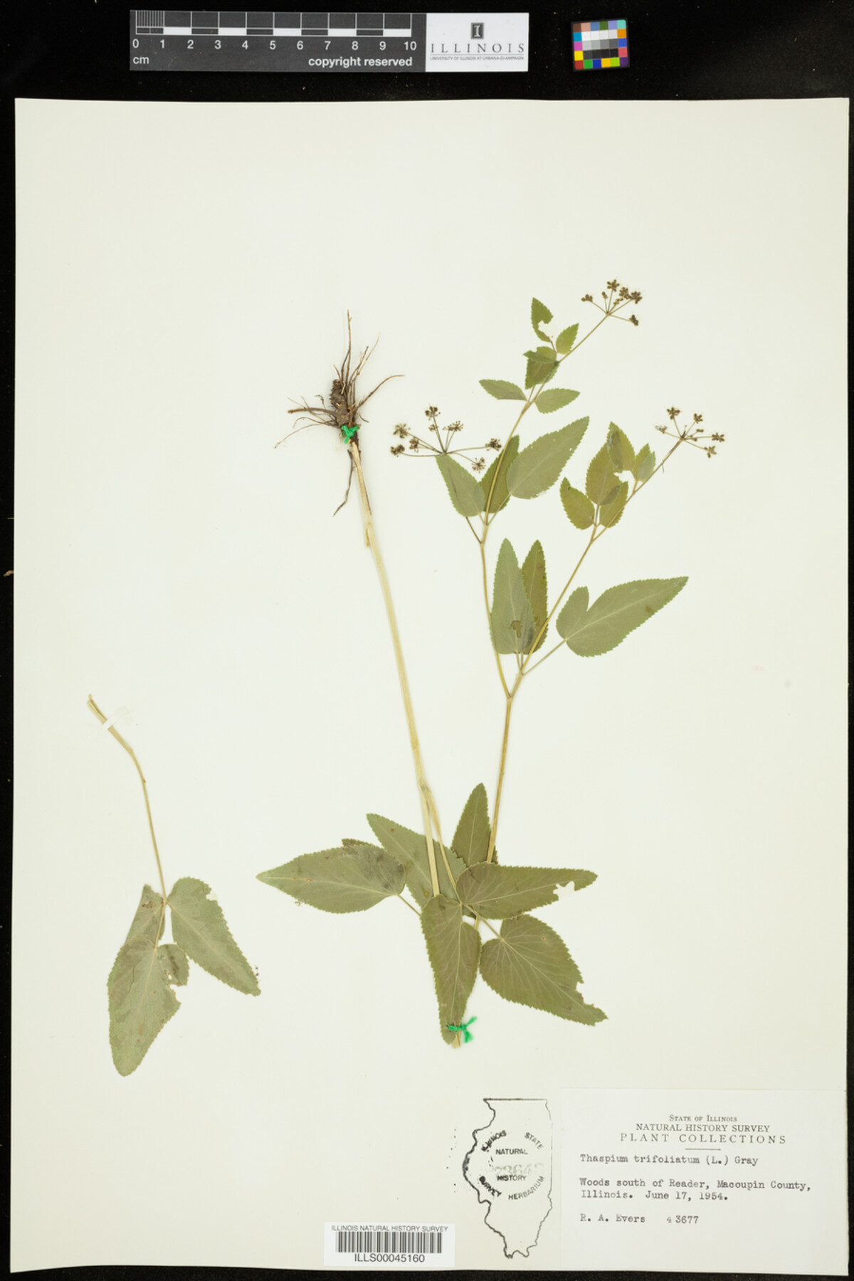 Thaspium trifoliatum image